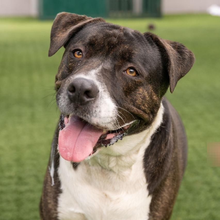 Enlarge Miss Patty, a Adoptable mixed breed in Pasadena, CA image 5/6