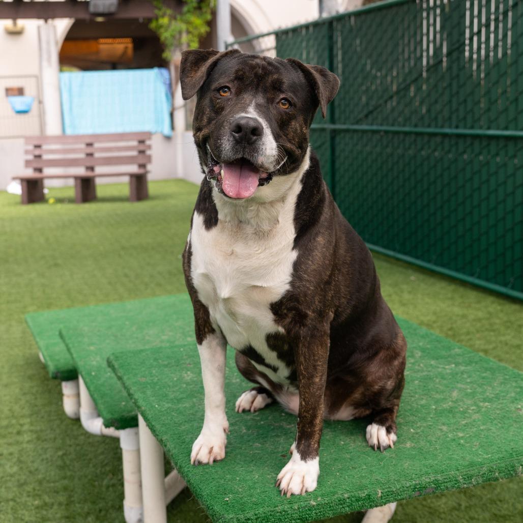 Enlarge Miss Patty, a Adoptable mixed breed in Pasadena, CA image 6/6