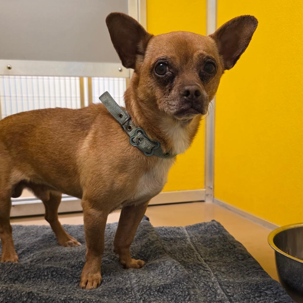 Gumby, Adoptable, Adult Male Chihuahua & Pug.