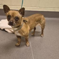 Enlarge Gumby, a Adoptable mixed breed in Norman, OK image 2/5