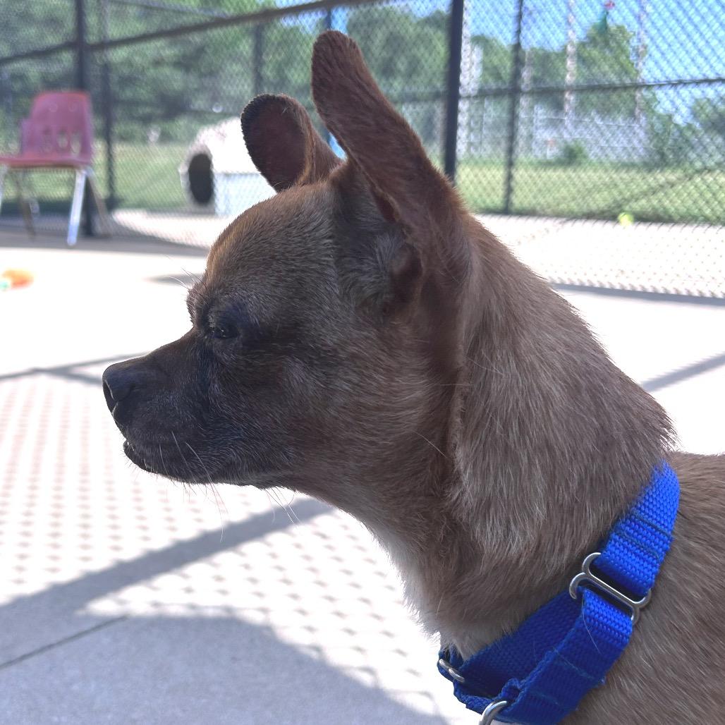 Enlarge Gumby, a Adoptable mixed breed in Norman, OK image 3/5