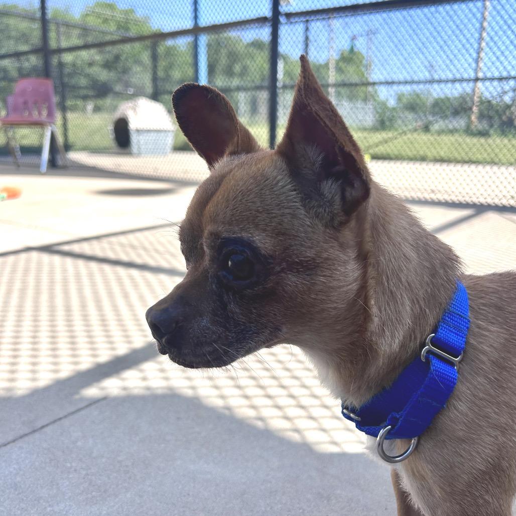 Enlarge Gumby, a Adoptable mixed breed in Norman, OK image 4/5