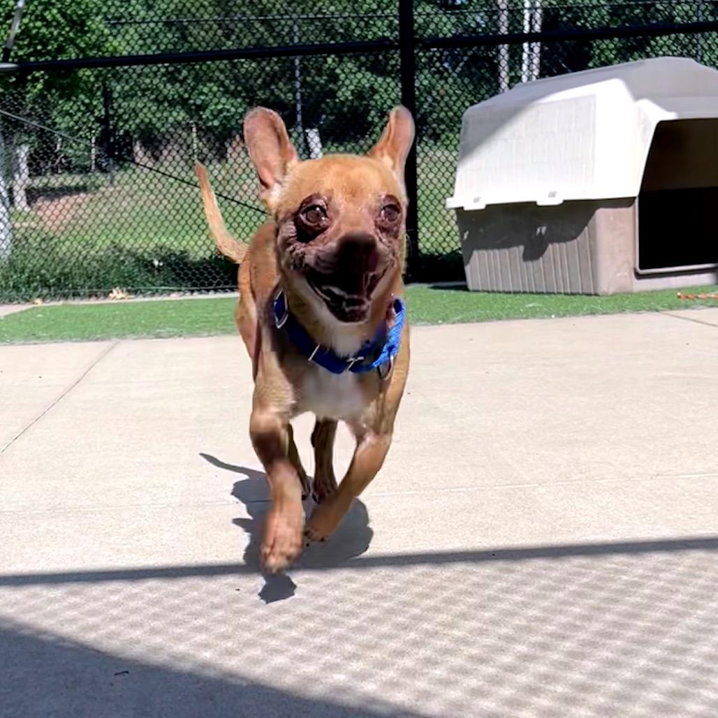 Enlarge Gumby, a Adoptable mixed breed in Norman, OK image 5/5