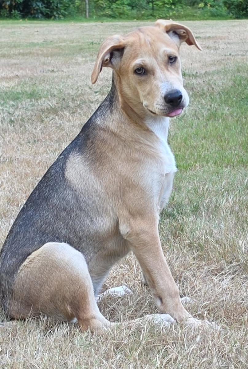Joaquin (River litter), a ADOPTABLE Mixed Breed in Silvana, WA image 5/6