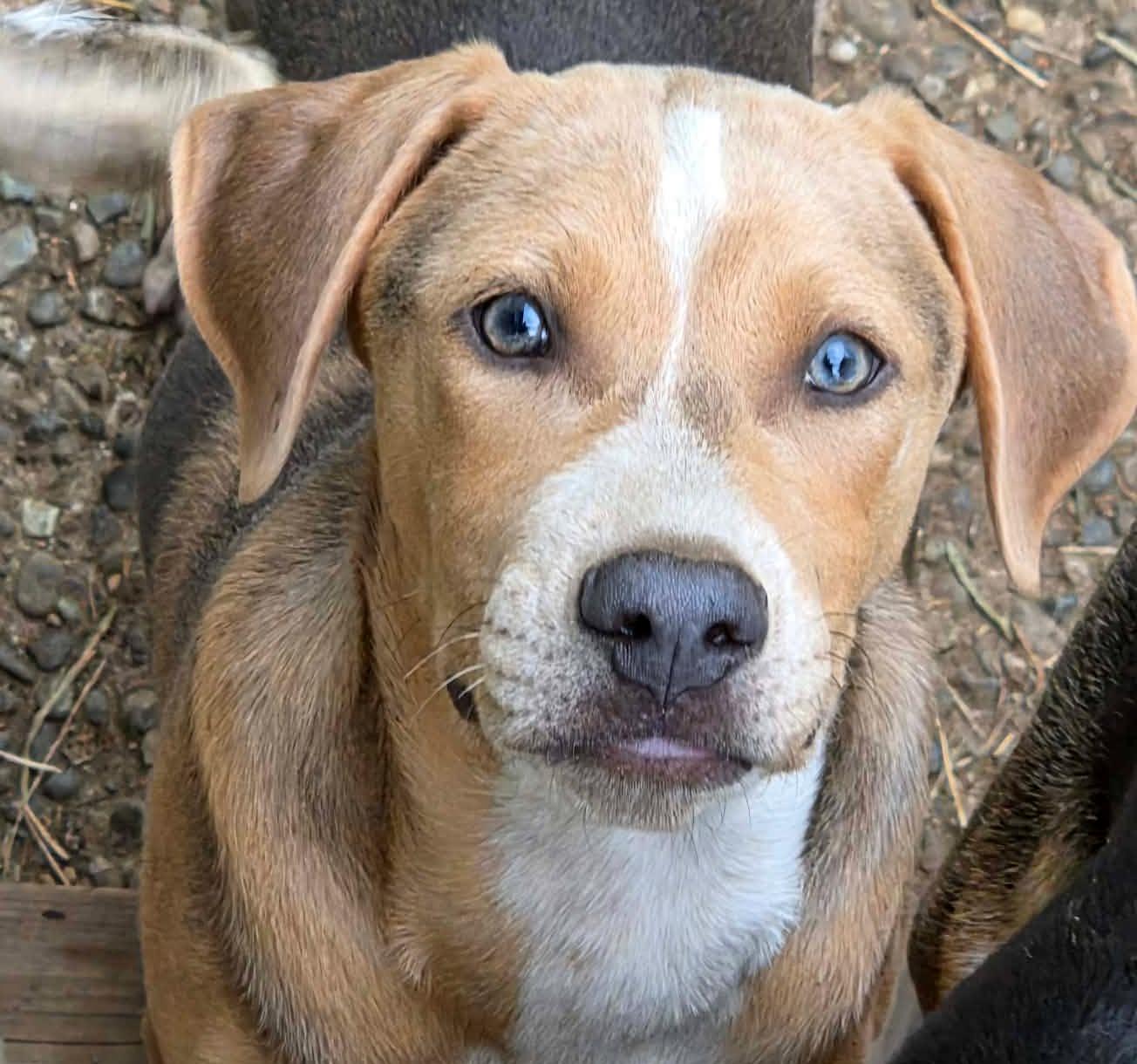 Joaquin (River litter), ADOPTABLE, Puppy Male Mixed Breed.