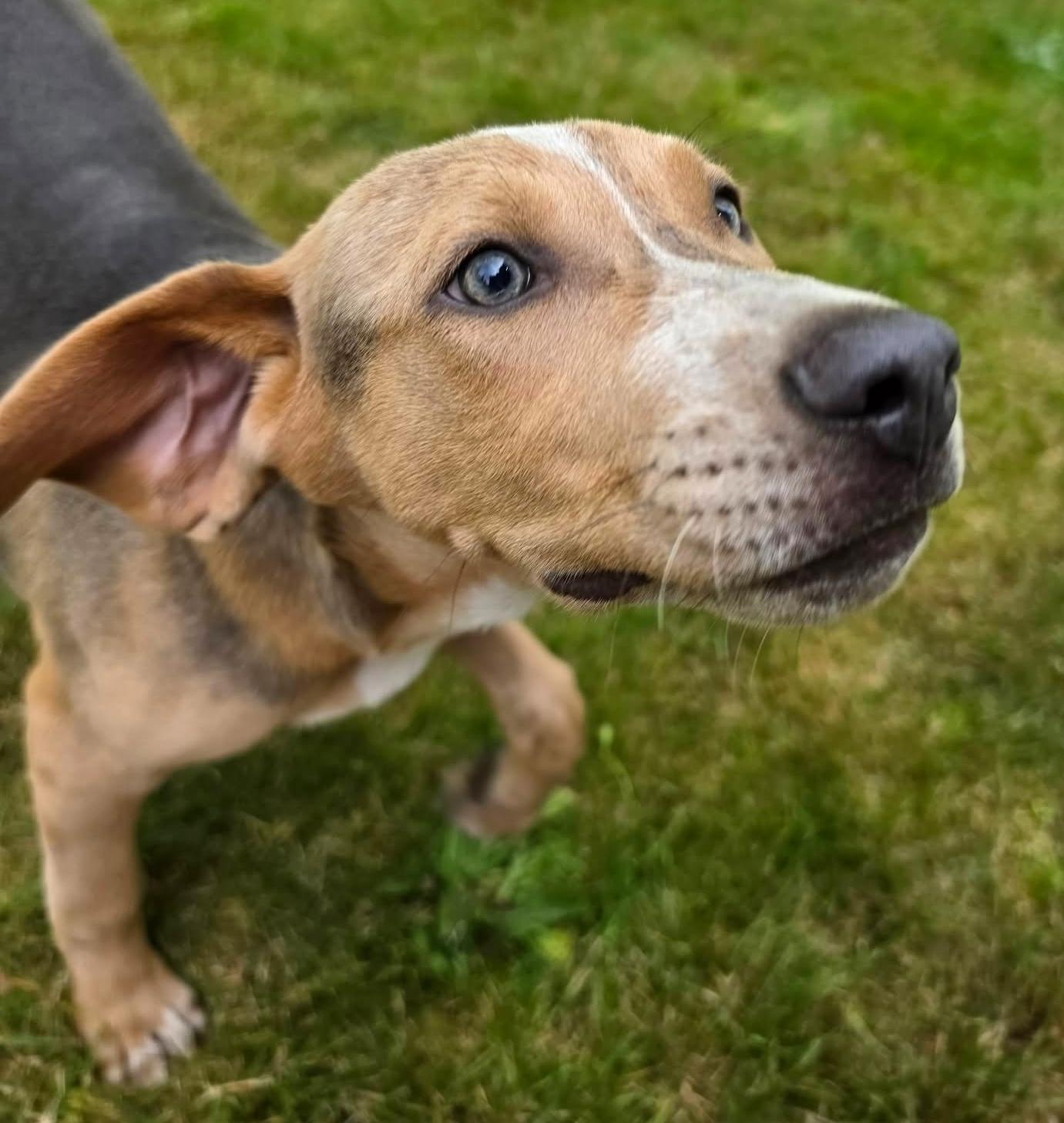 Joaquin (River litter), a ADOPTABLE Mixed Breed in Silvana, WA image 4/6