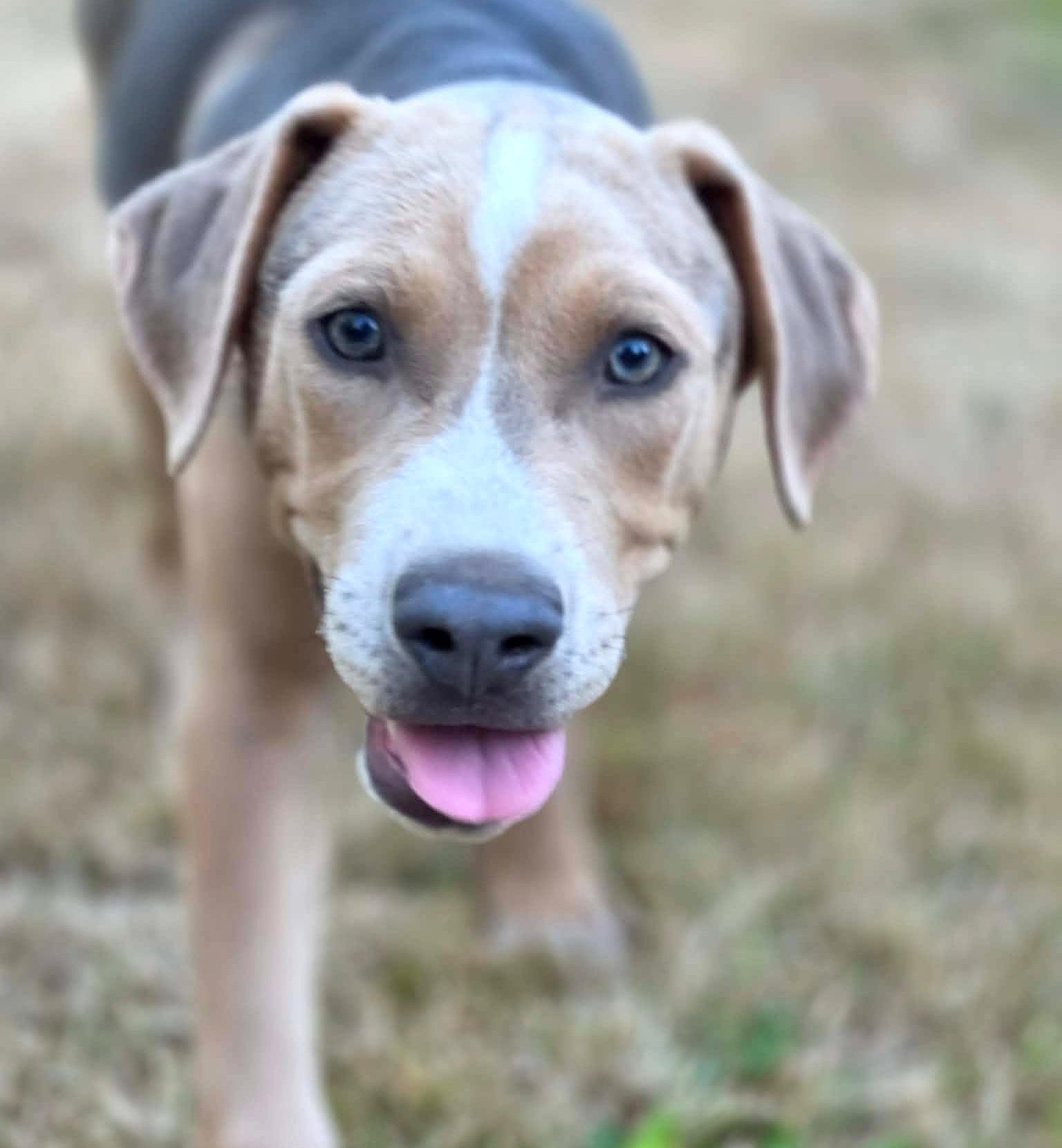Joaquin (River litter), a ADOPTABLE Mixed Breed in Silvana, WA image 3/6