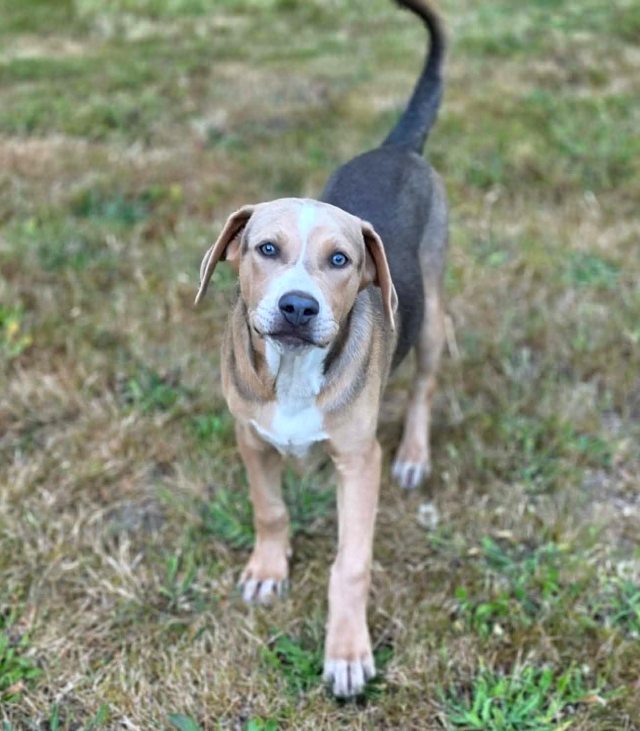 Joaquin (River litter), a ADOPTABLE Mixed Breed in Silvana, WA image 2/6