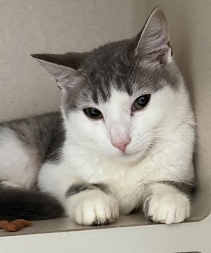 Bumblebee, Adoptable, Kitten Female Domestic Short Hair.