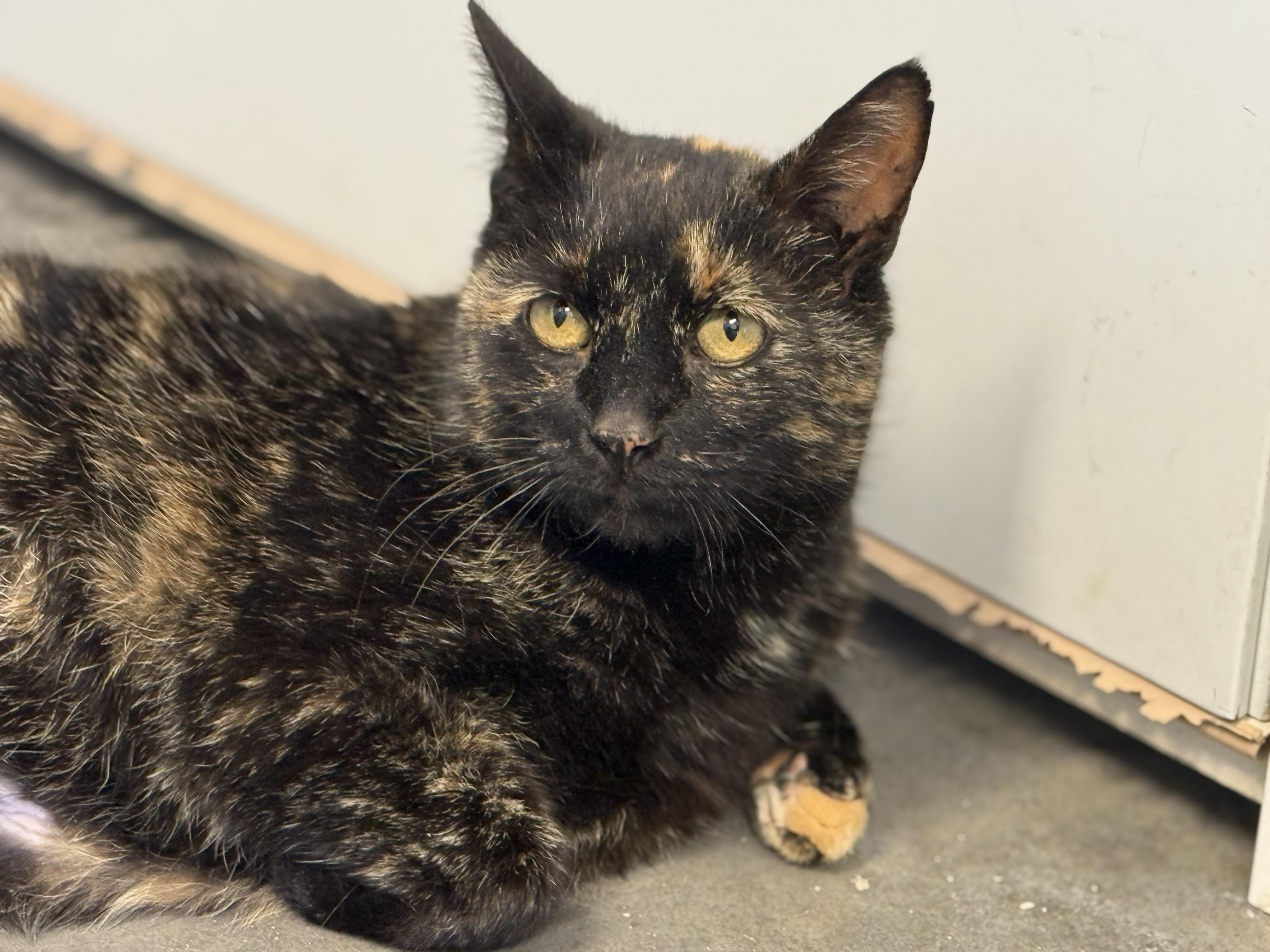 Enlarge Alani, a ADOPTABLE Tortoiseshell in Pierre, SD image 1/1