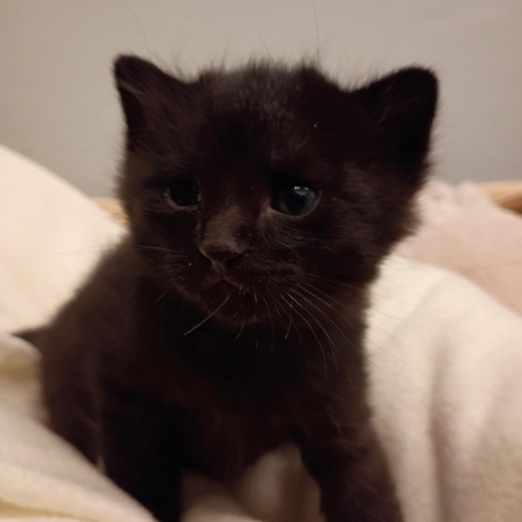 Marshall, Adoptable, Kitten Male Domestic Short Hair.