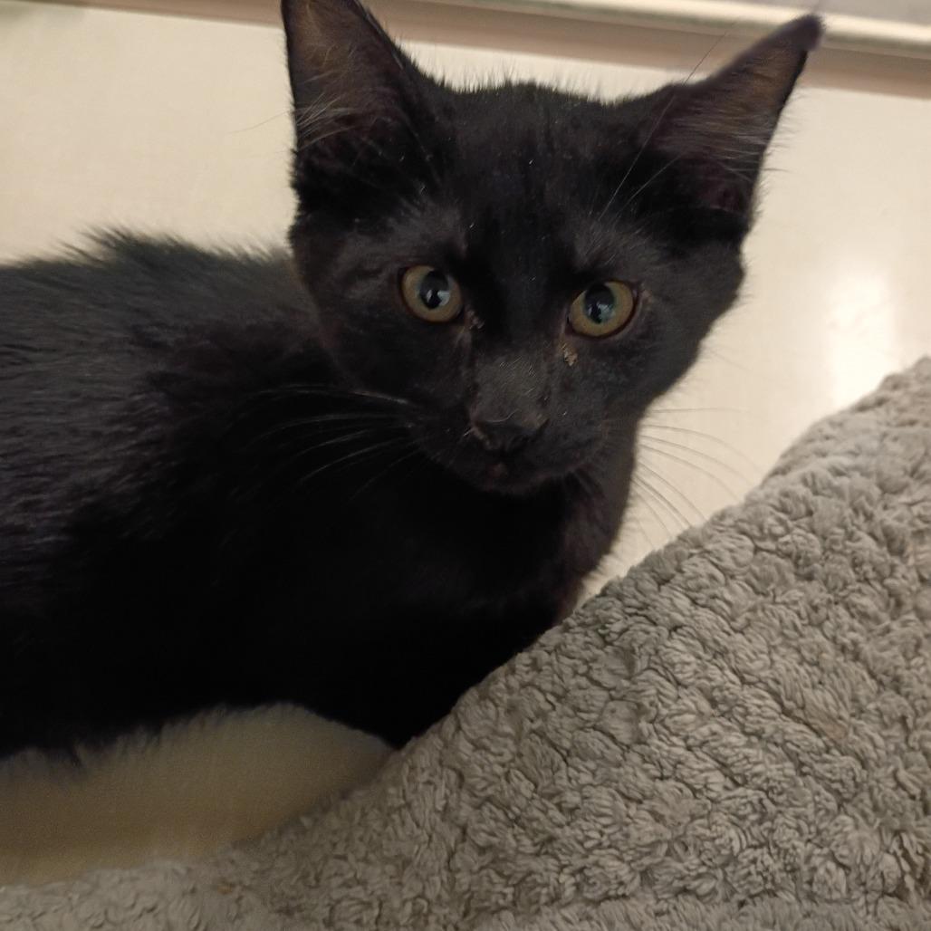 Enlarge Marshall, a Adoptable Domestic Short Hair in Show Low, AZ image 2/2