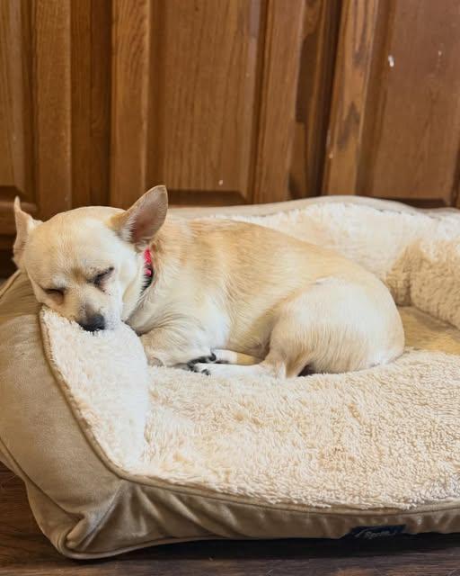 Enlarge Jack, a Adoptable mixed breed in Winston-Salem, NC image 6/6