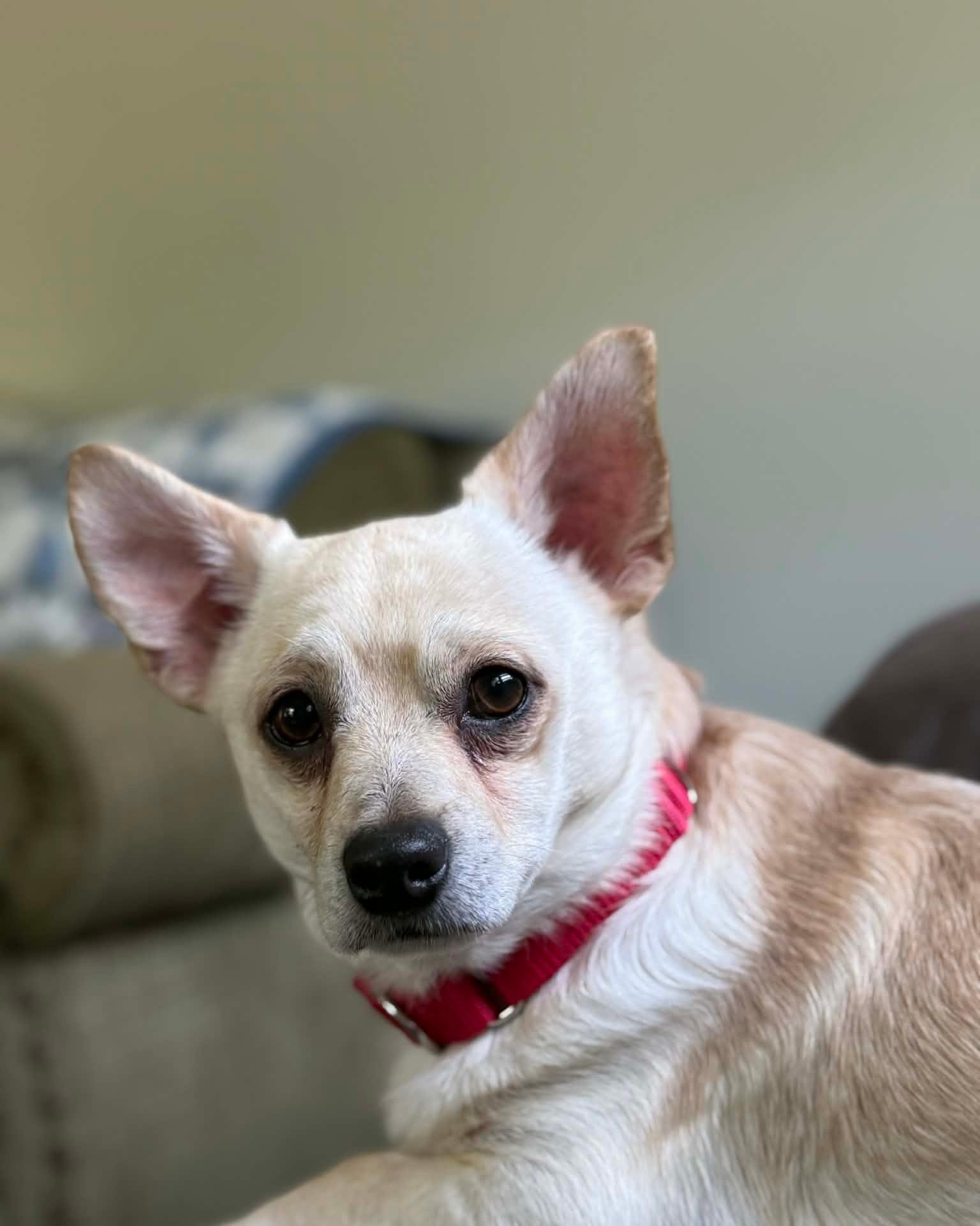 Enlarge Jack, a Adoptable mixed breed in Winston-Salem, NC image 5/6