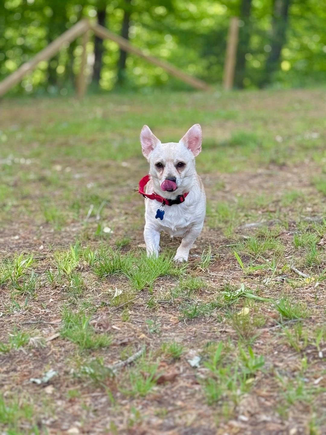 Enlarge Jack, a Adoptable mixed breed in Winston-Salem, NC image 2/6