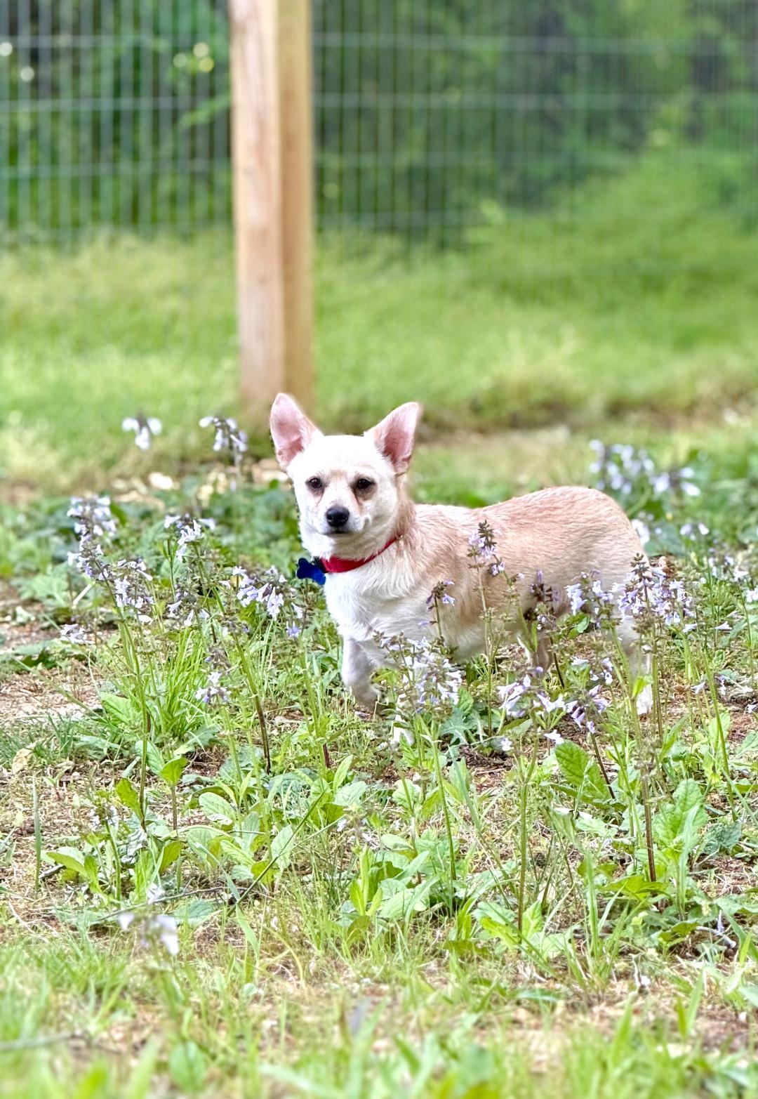 Enlarge Jack, a Adoptable mixed breed in Winston-Salem, NC image 3/6