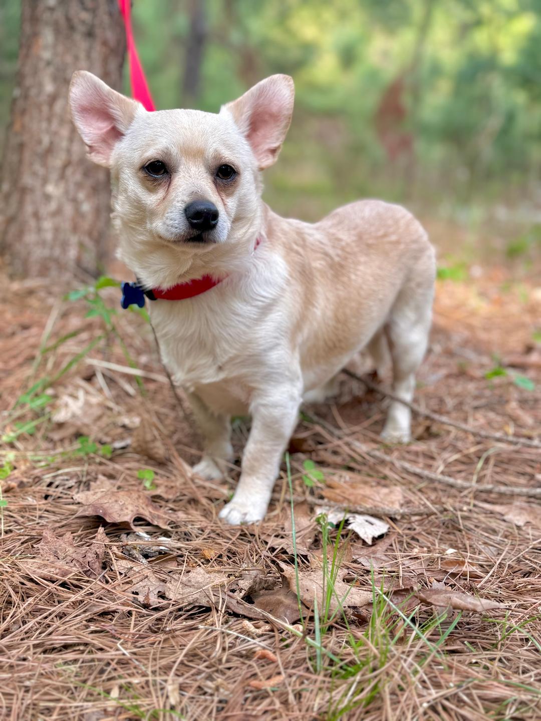 Jack, Adoptable, Young Male Chihuahua & Dachshund.