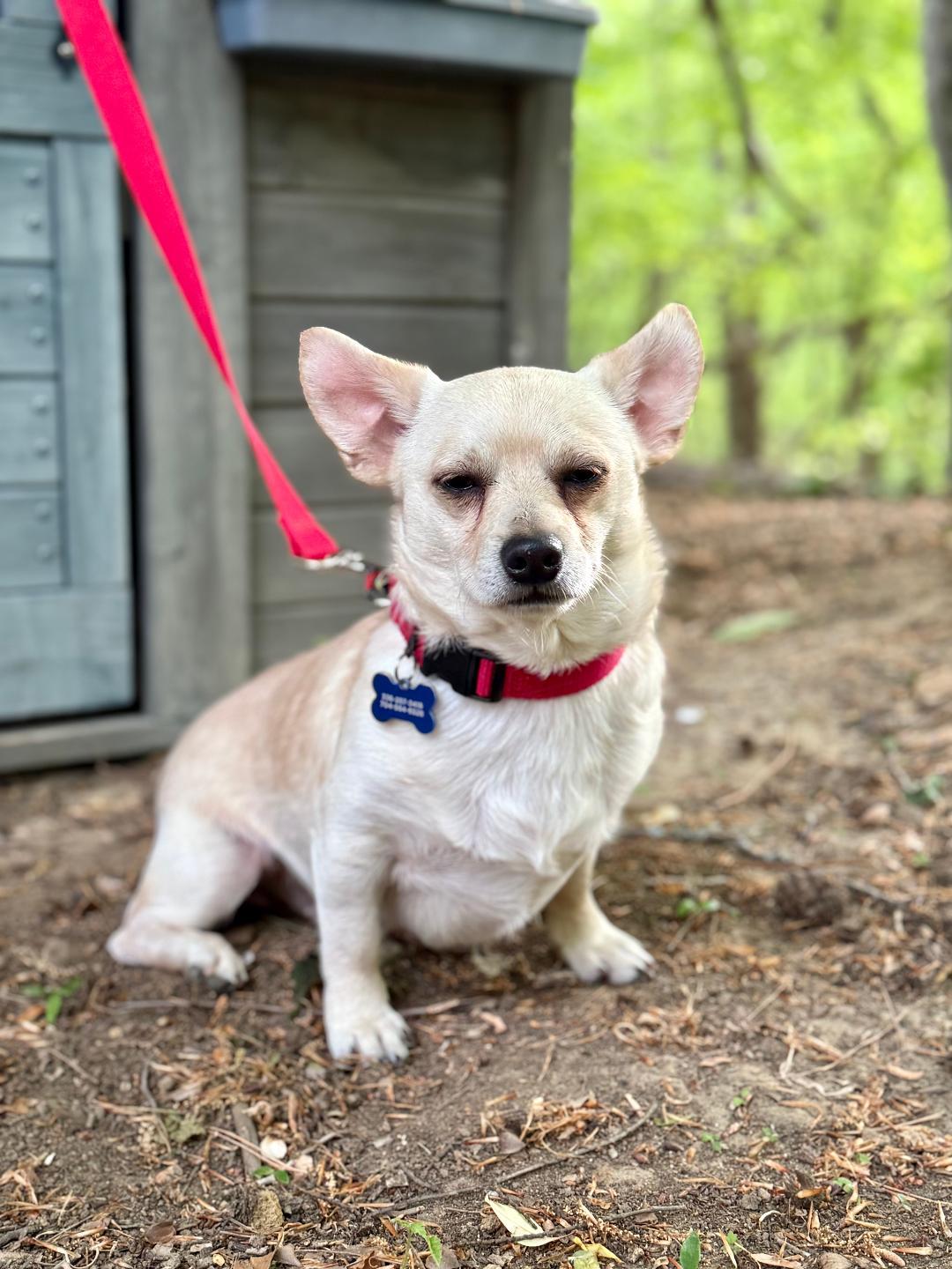 Enlarge Jack, a Adoptable mixed breed in Winston-Salem, NC image 4/6