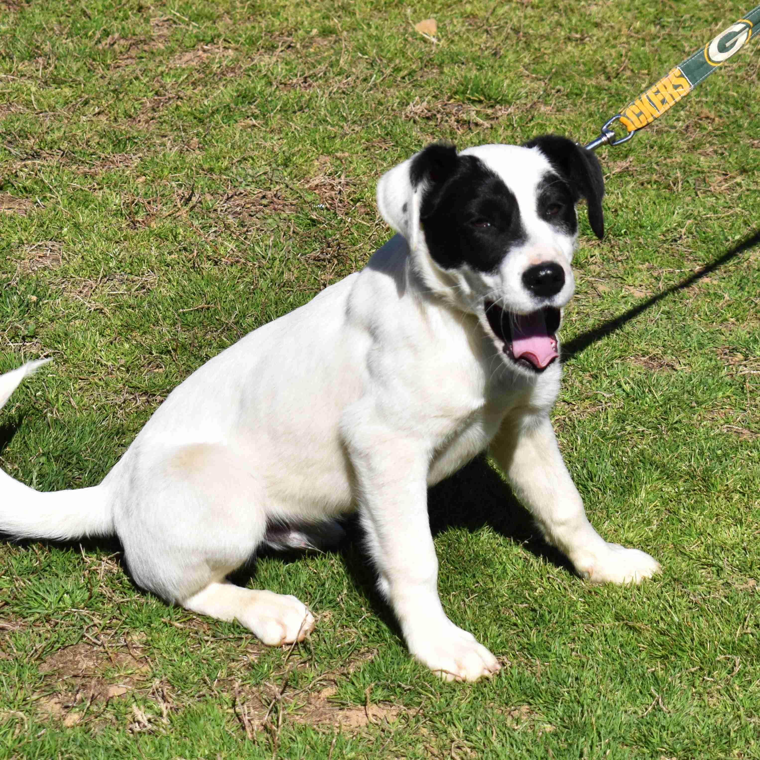 Apple, a ADOPTABLE Mixed Breed in Searcy, AR image 3/6
