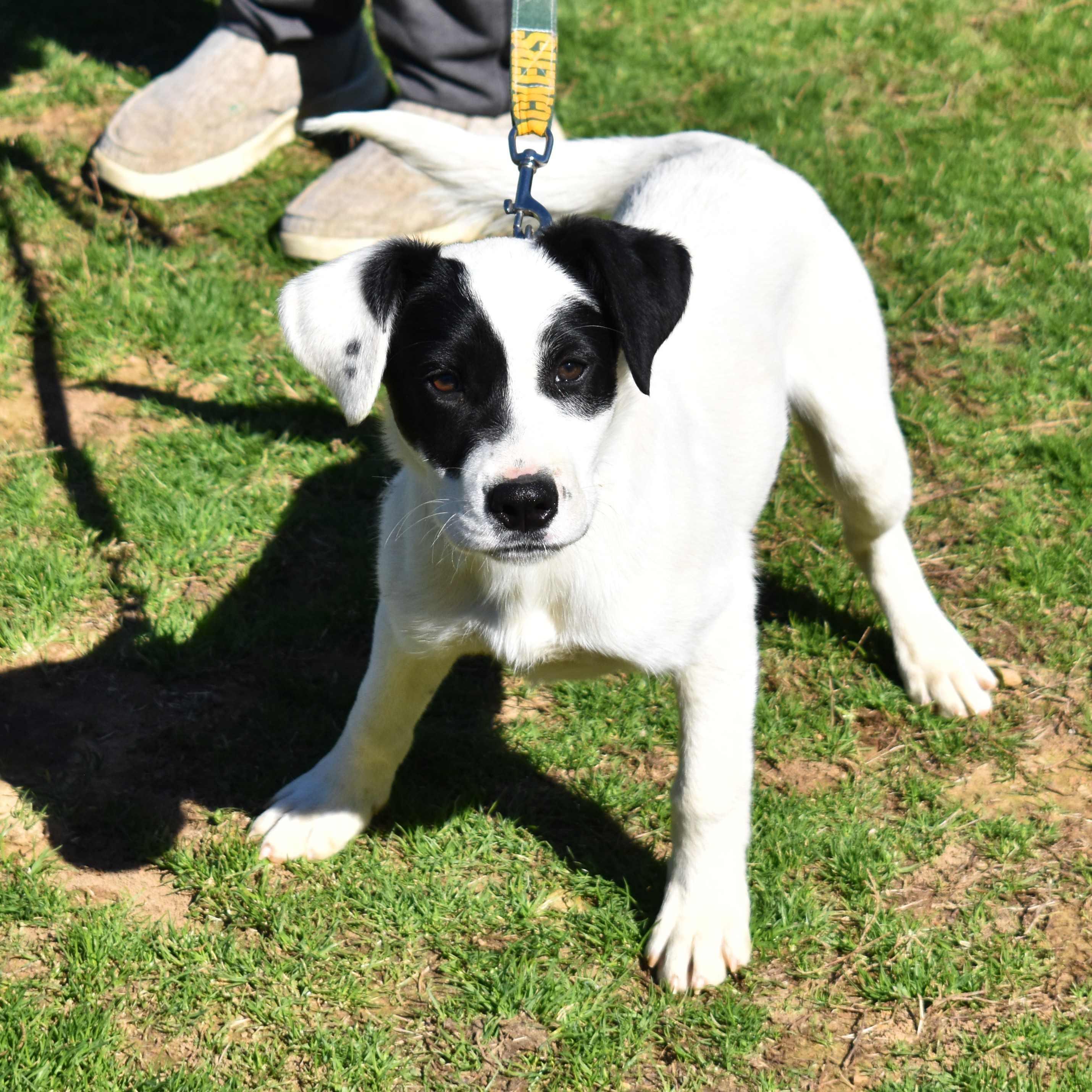 Apple, a ADOPTABLE Mixed Breed in Searcy, AR image 5/6