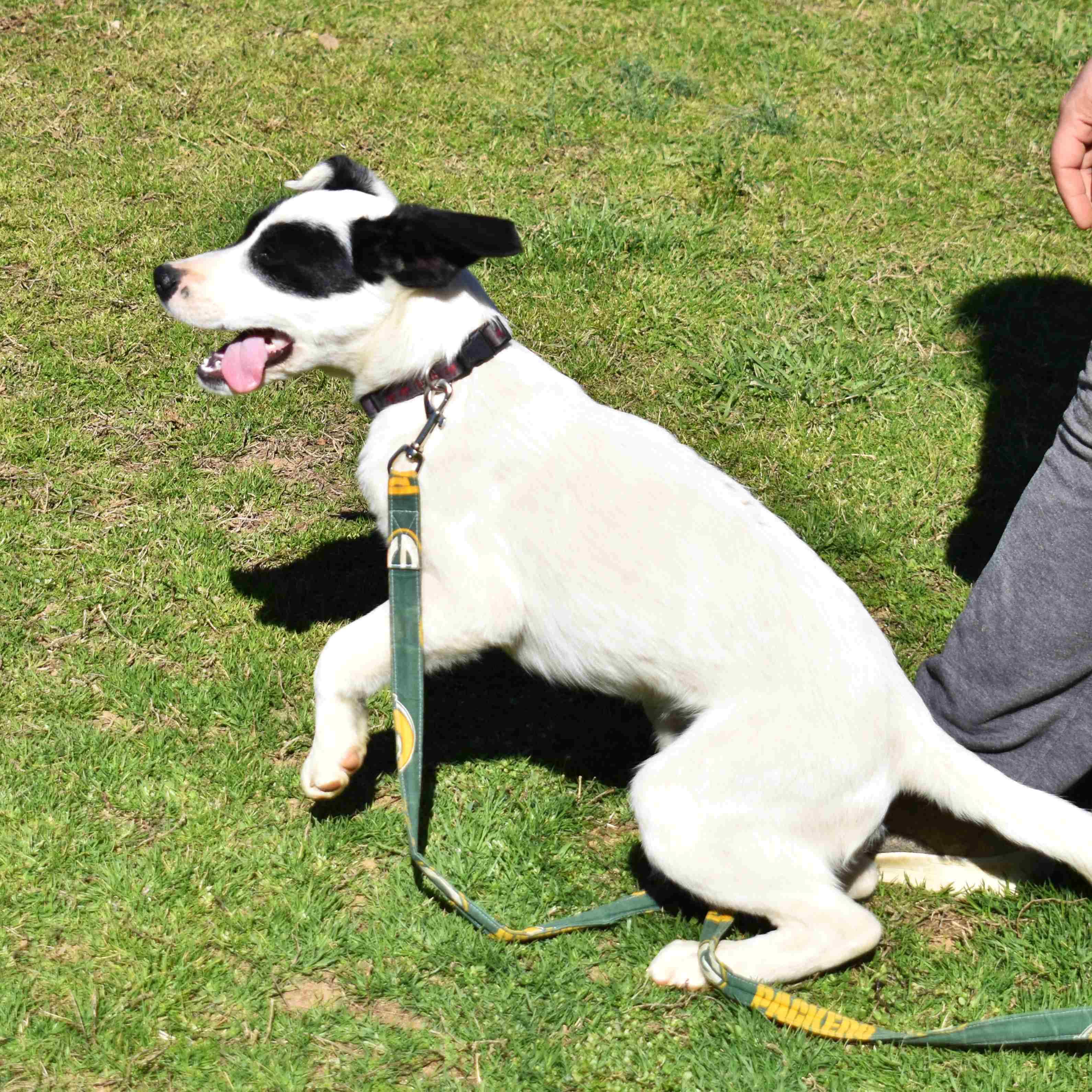 Apple, a ADOPTABLE Mixed Breed in Searcy, AR image 6/6