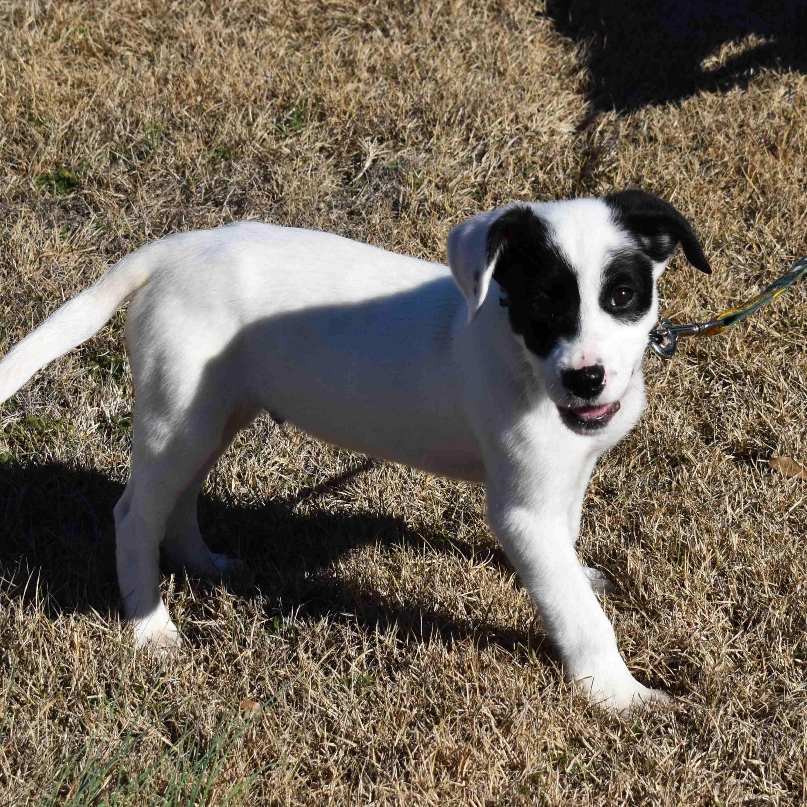 Apple, a ADOPTABLE Mixed Breed in Searcy, AR image 1/6