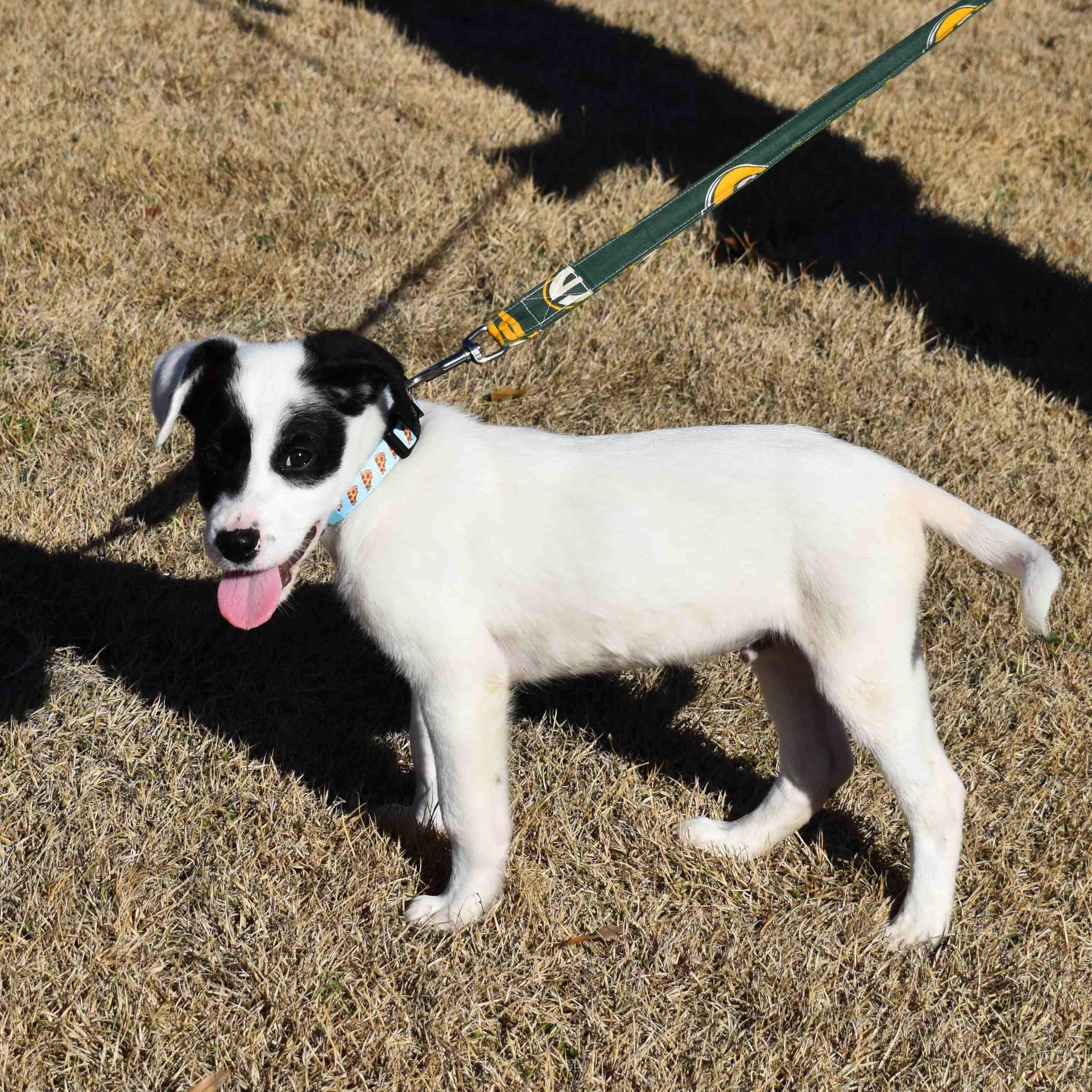 Apple, a ADOPTABLE Mixed Breed in Searcy, AR image 6/6