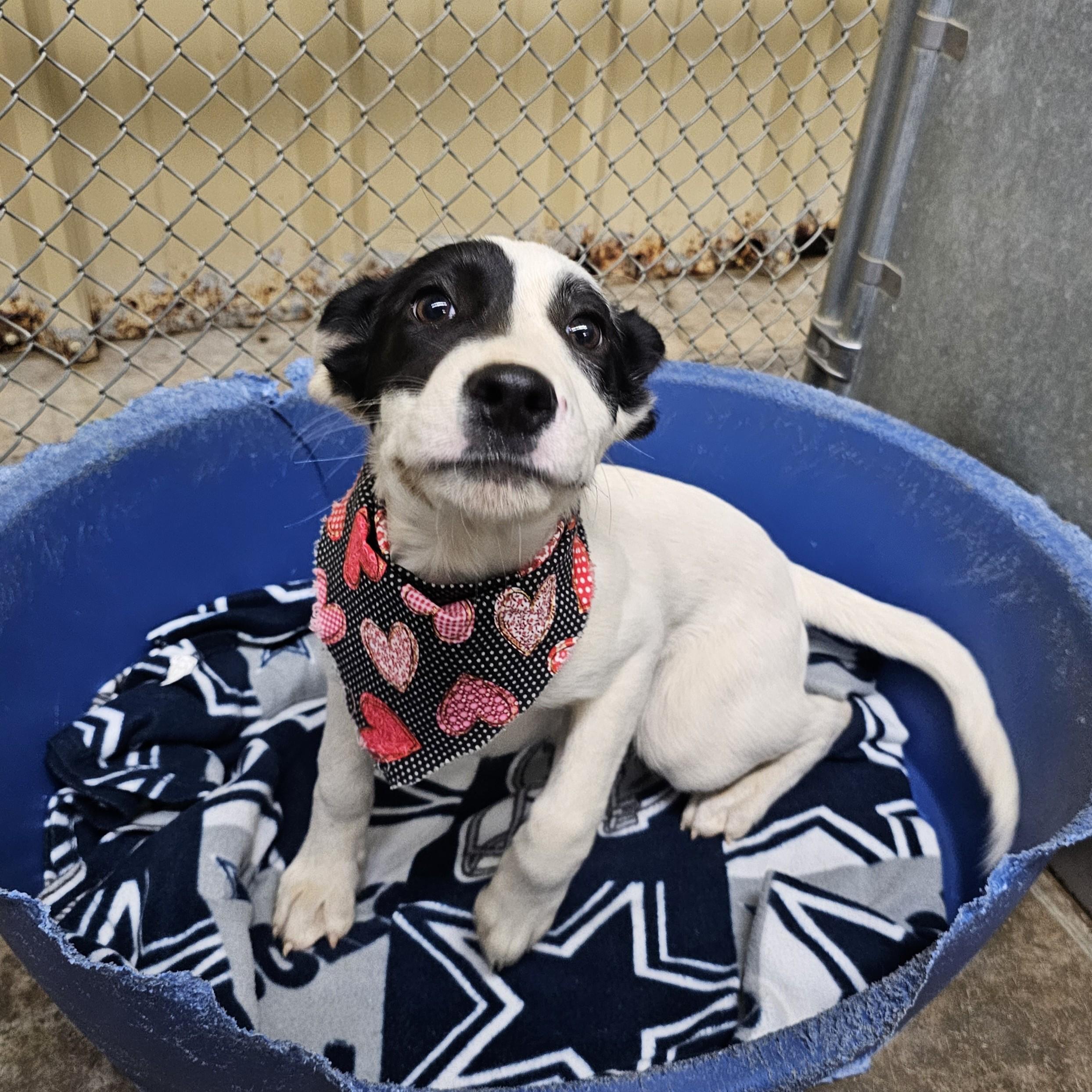 Apple, a ADOPTABLE Mixed Breed in Searcy, AR image 1/6