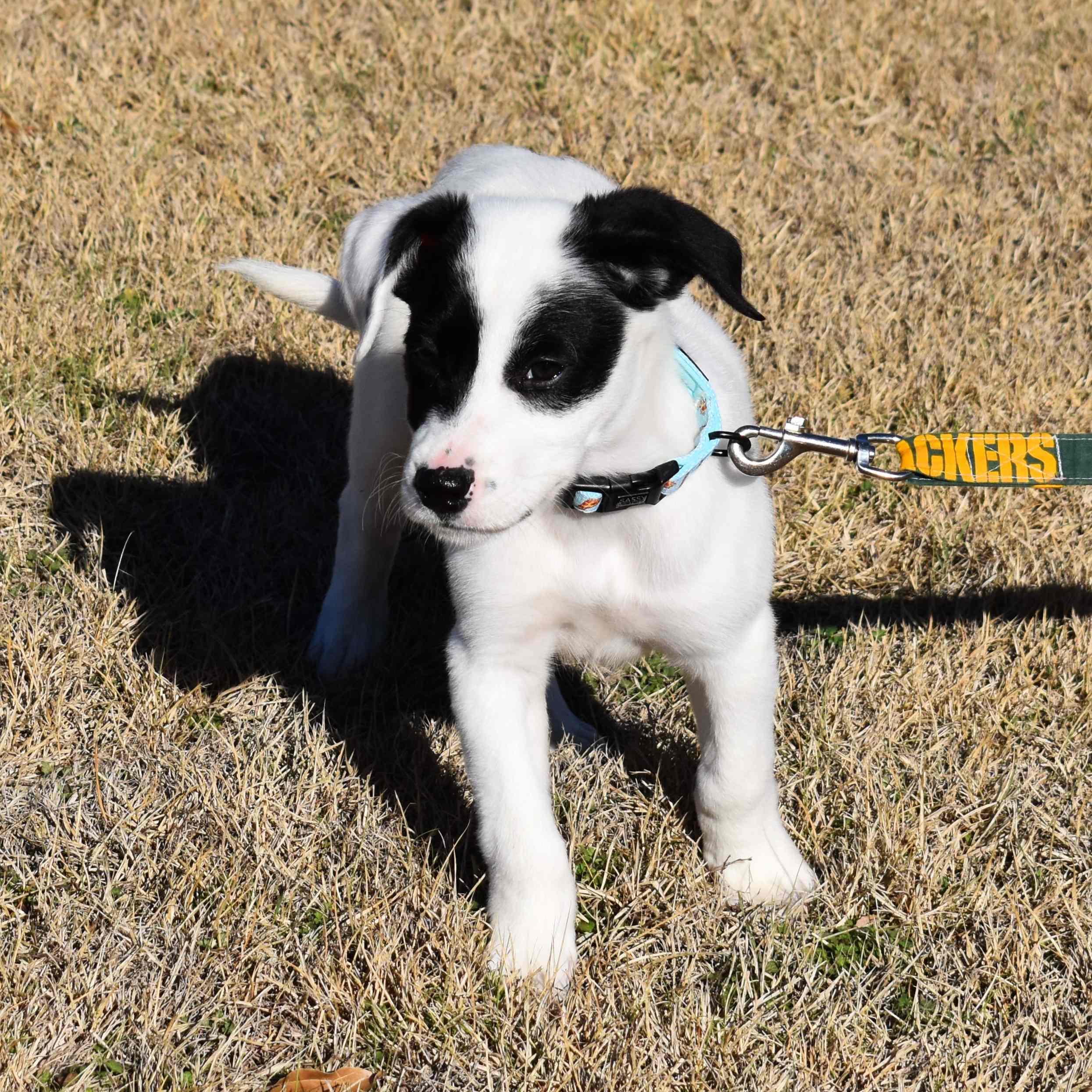 Apple, a ADOPTABLE Mixed Breed in Searcy, AR image 4/6