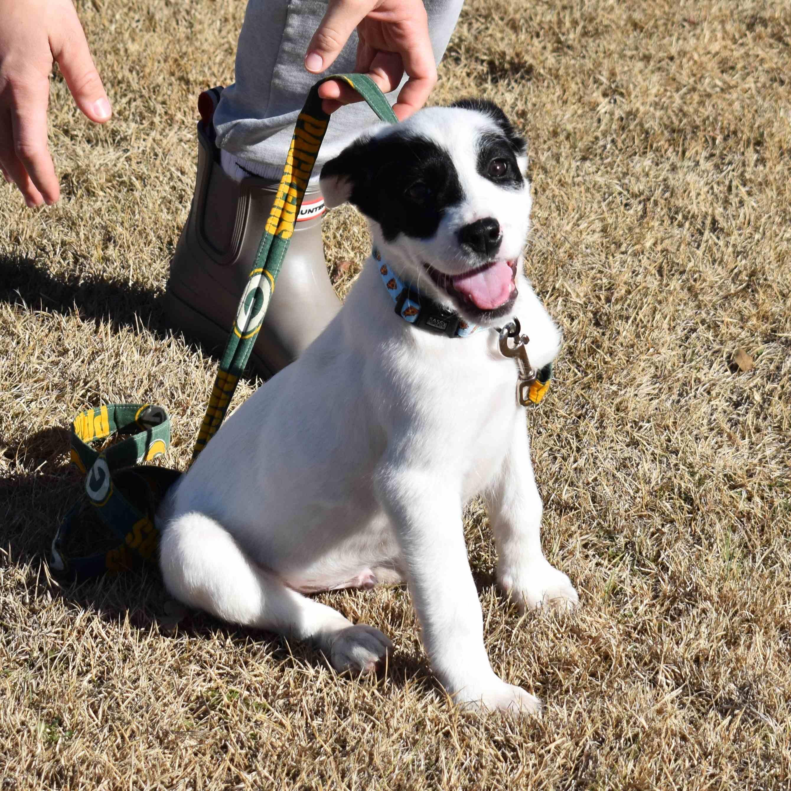 Apple, a ADOPTABLE Mixed Breed in Searcy, AR image 5/6