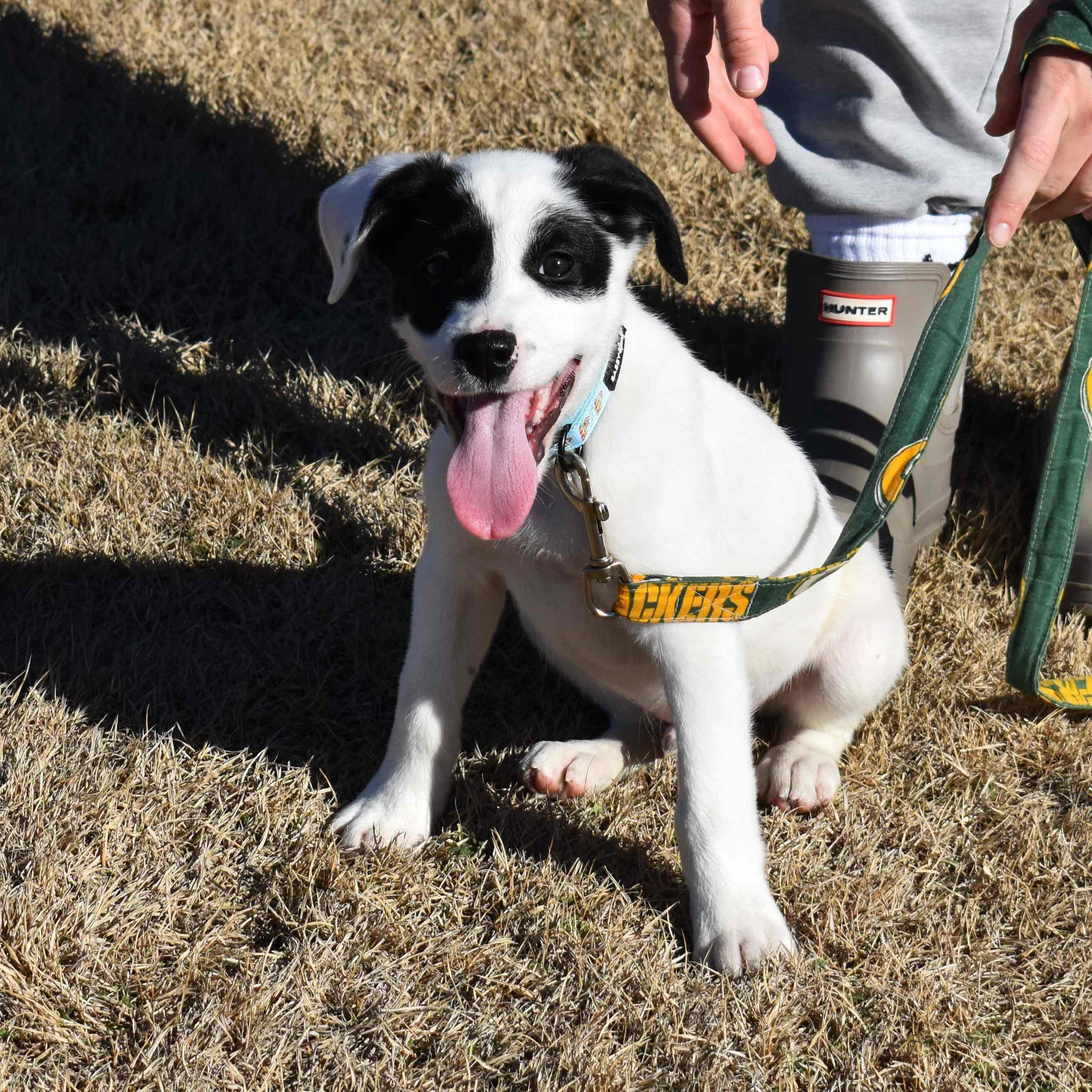 Apple, a ADOPTABLE Mixed Breed in Searcy, AR image 2/6