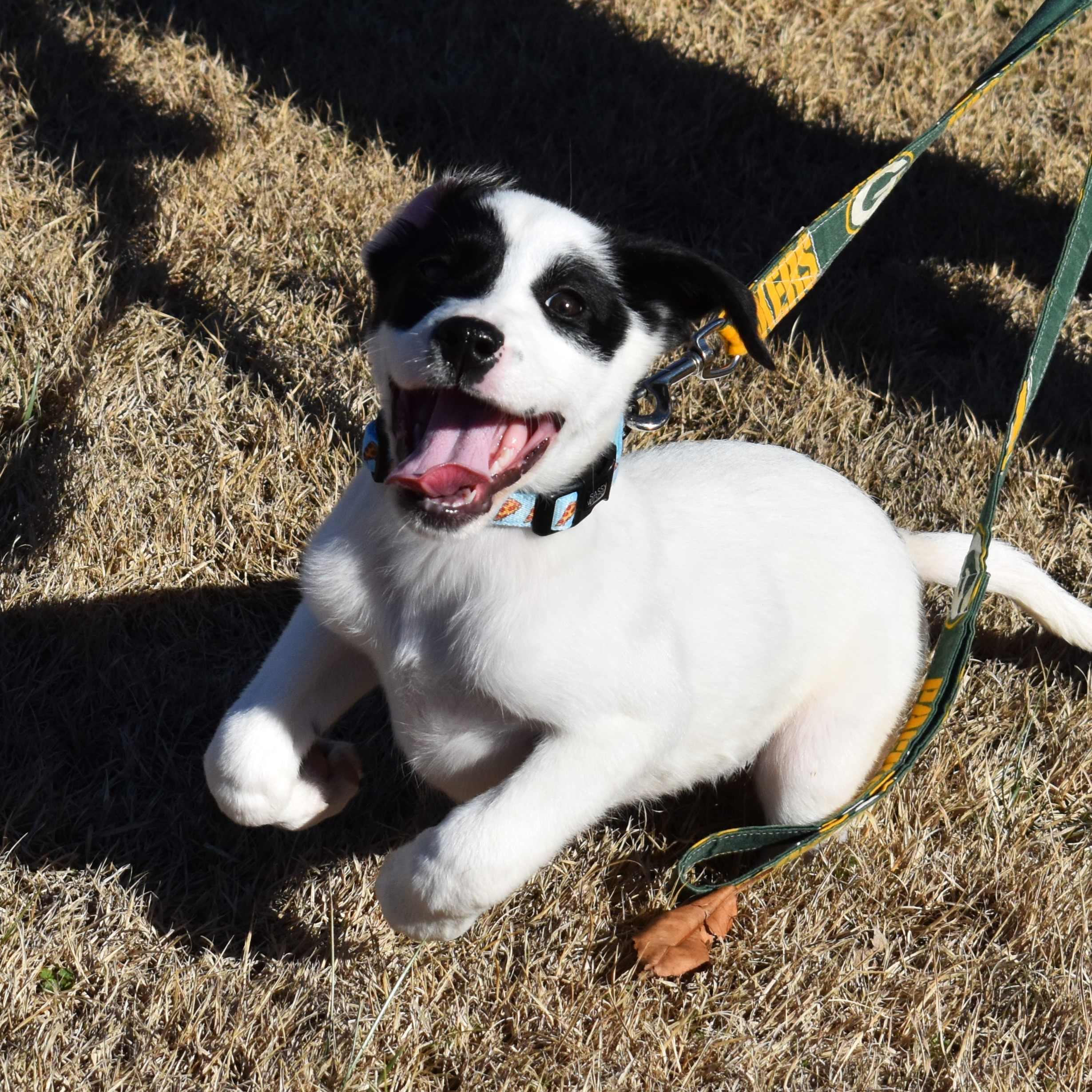 Apple, a ADOPTABLE Mixed Breed in Searcy, AR image 3/6