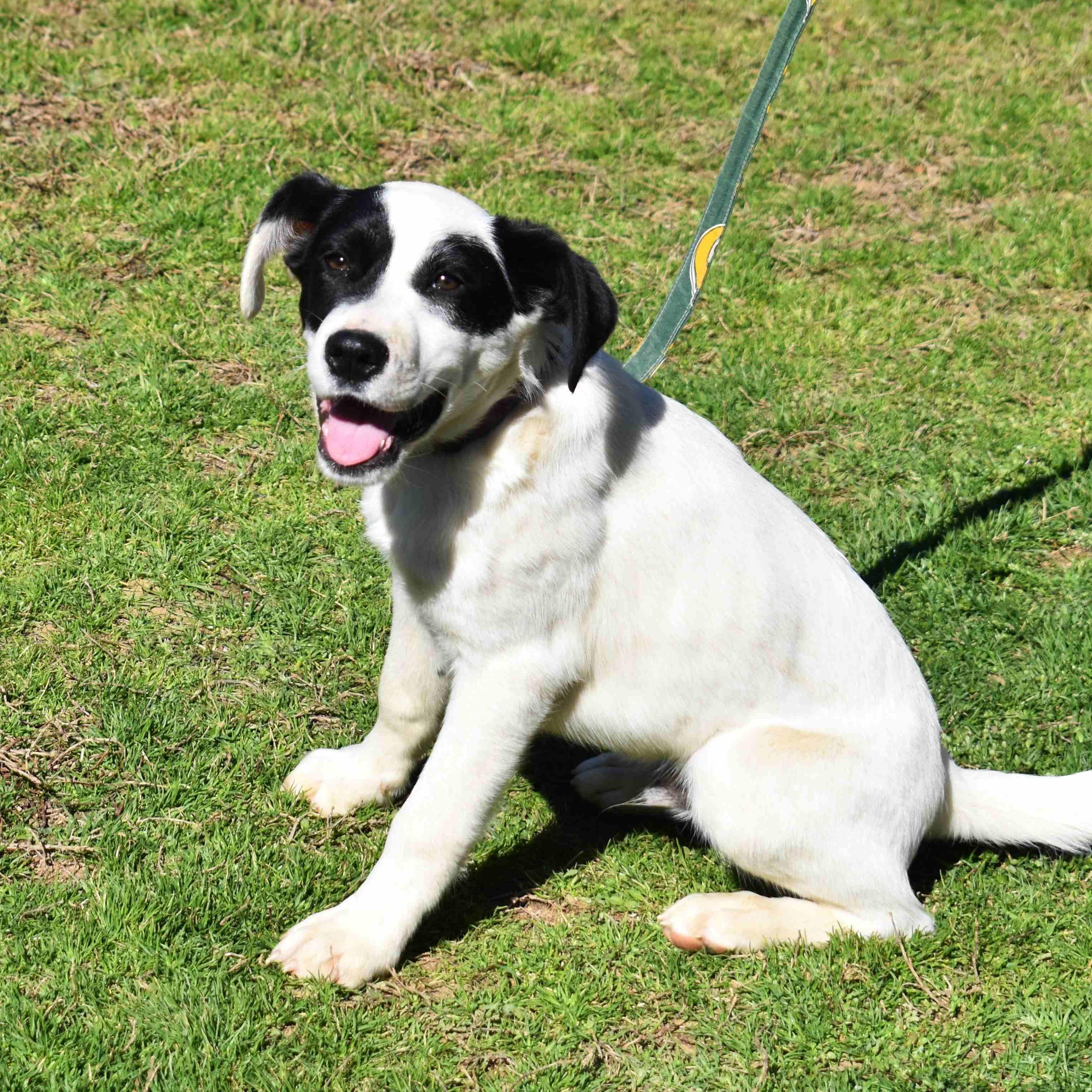 Apple, a ADOPTABLE Mixed Breed in Searcy, AR image 1/6