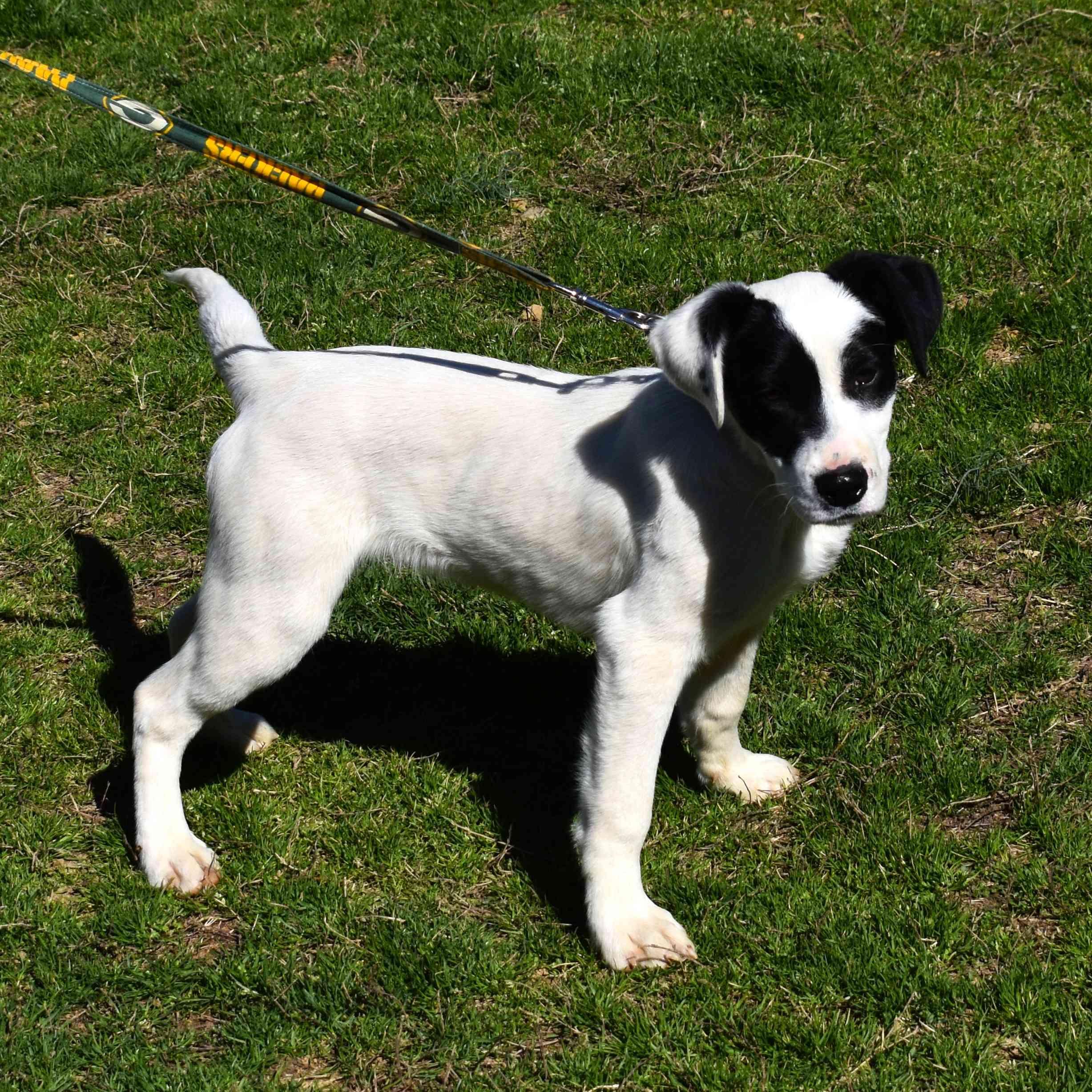 Apple, a ADOPTABLE Mixed Breed in Searcy, AR image 4/6