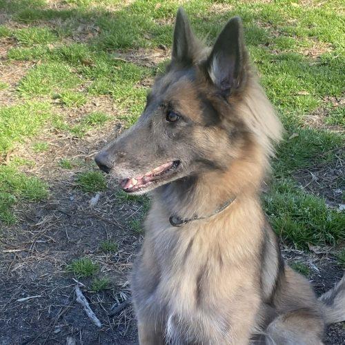 Luna, Adoptable, Young Female German Shepherd Dog & Border Collie.