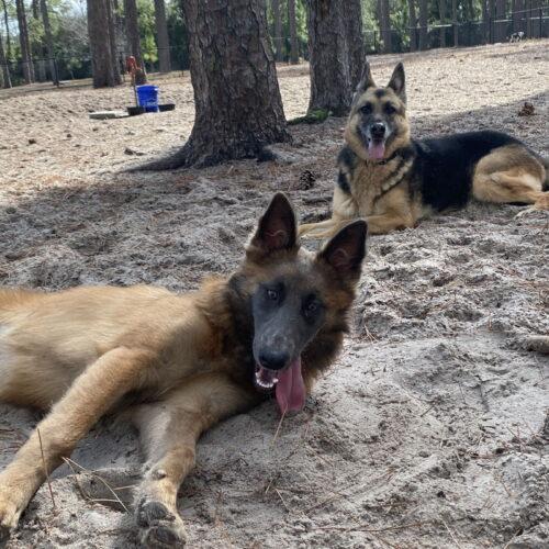 Enlarge Luna, a Adoptable mixed breed in Raleigh, NC image 2/5