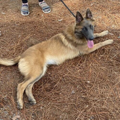 Enlarge Luna, a Adoptable mixed breed in Raleigh, NC image 3/5