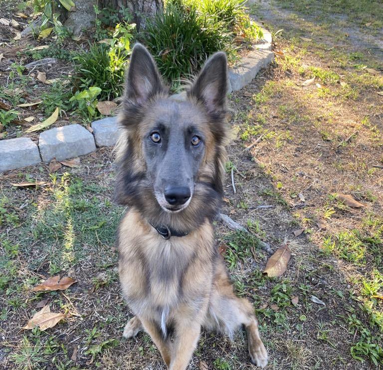 Luna, a Adoptable mixed breed in Raleigh, NC image 4/6