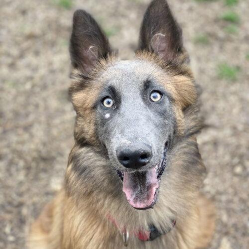 Enlarge Luna, a Adoptable mixed breed in Raleigh, NC image 4/5