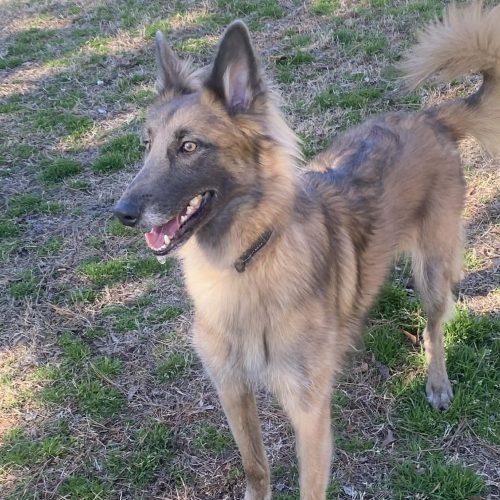 Enlarge Luna, a Adoptable mixed breed in Raleigh, NC image 5/5