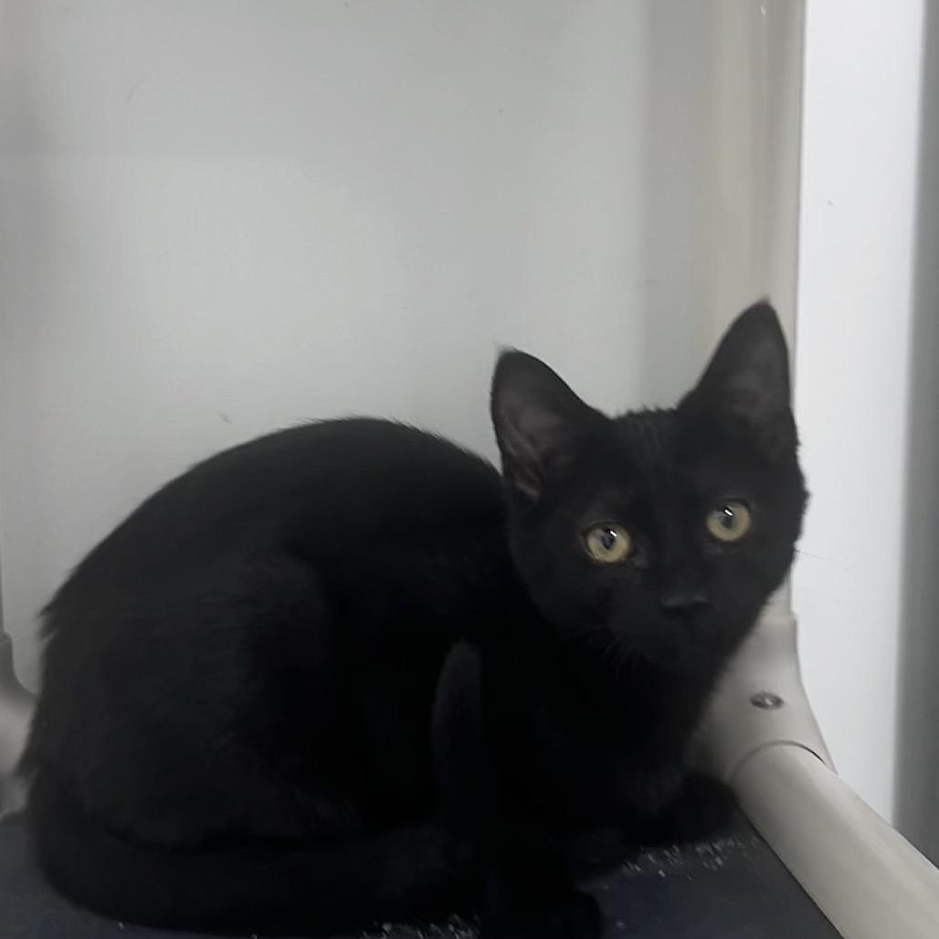 Enlarge Neptune, a Adoptable Domestic Short Hair in Manheim, PA image 1/3