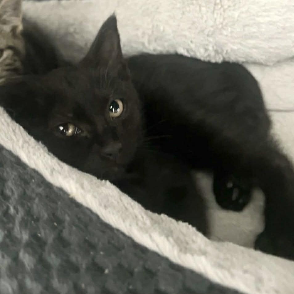 Enlarge Neptune, a Adoptable Domestic Short Hair in Manheim, PA image 2/3
