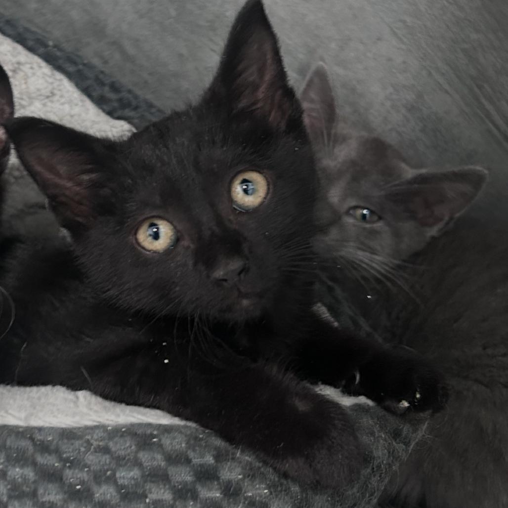 Enlarge Neptune, a Adoptable Domestic Short Hair in Manheim, PA image 3/3