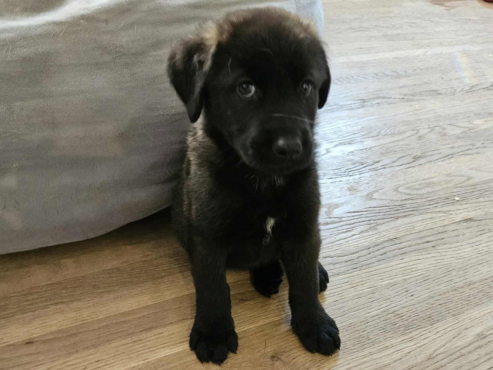 Hook - Anniversary, Adoptable, Puppy Male Newfoundland Dog & Shepherd.