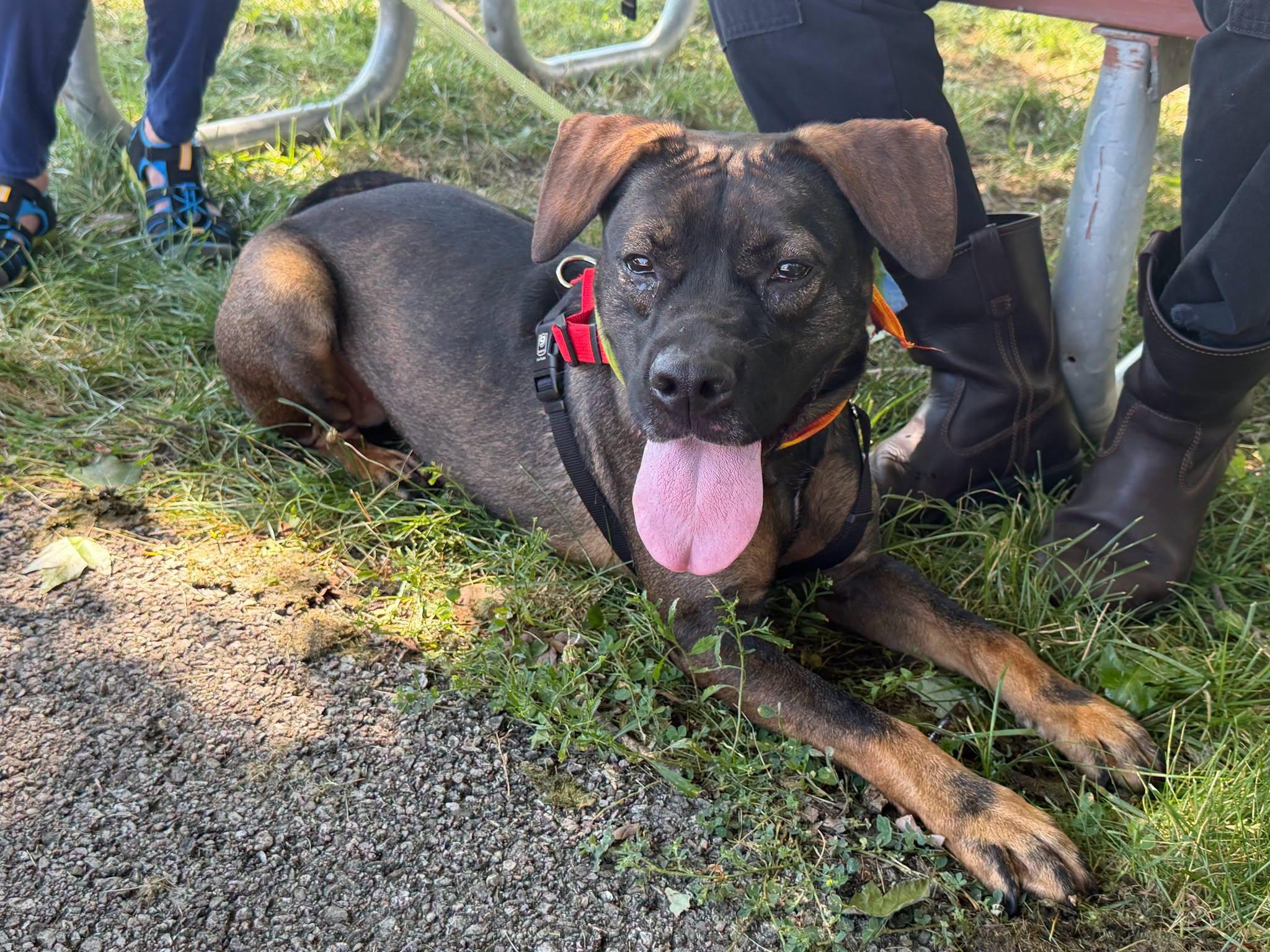 Greta - REDUCED ADOPTION FEE, a ADOPTABLE mixed breed in Millfield, OH image 5/6