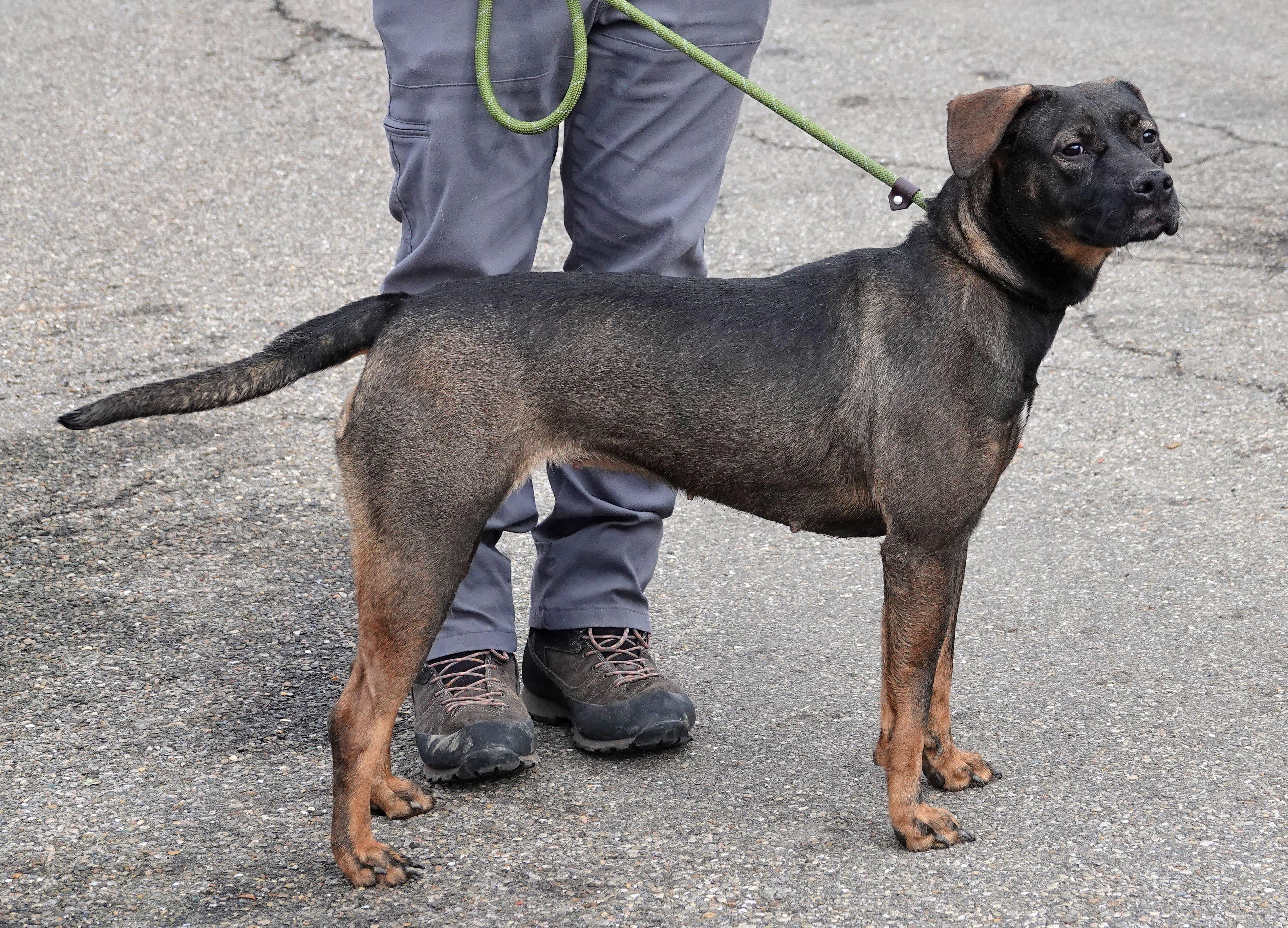 Greta, a ADOPTABLE mixed breed in Millfield, OH image 2/3