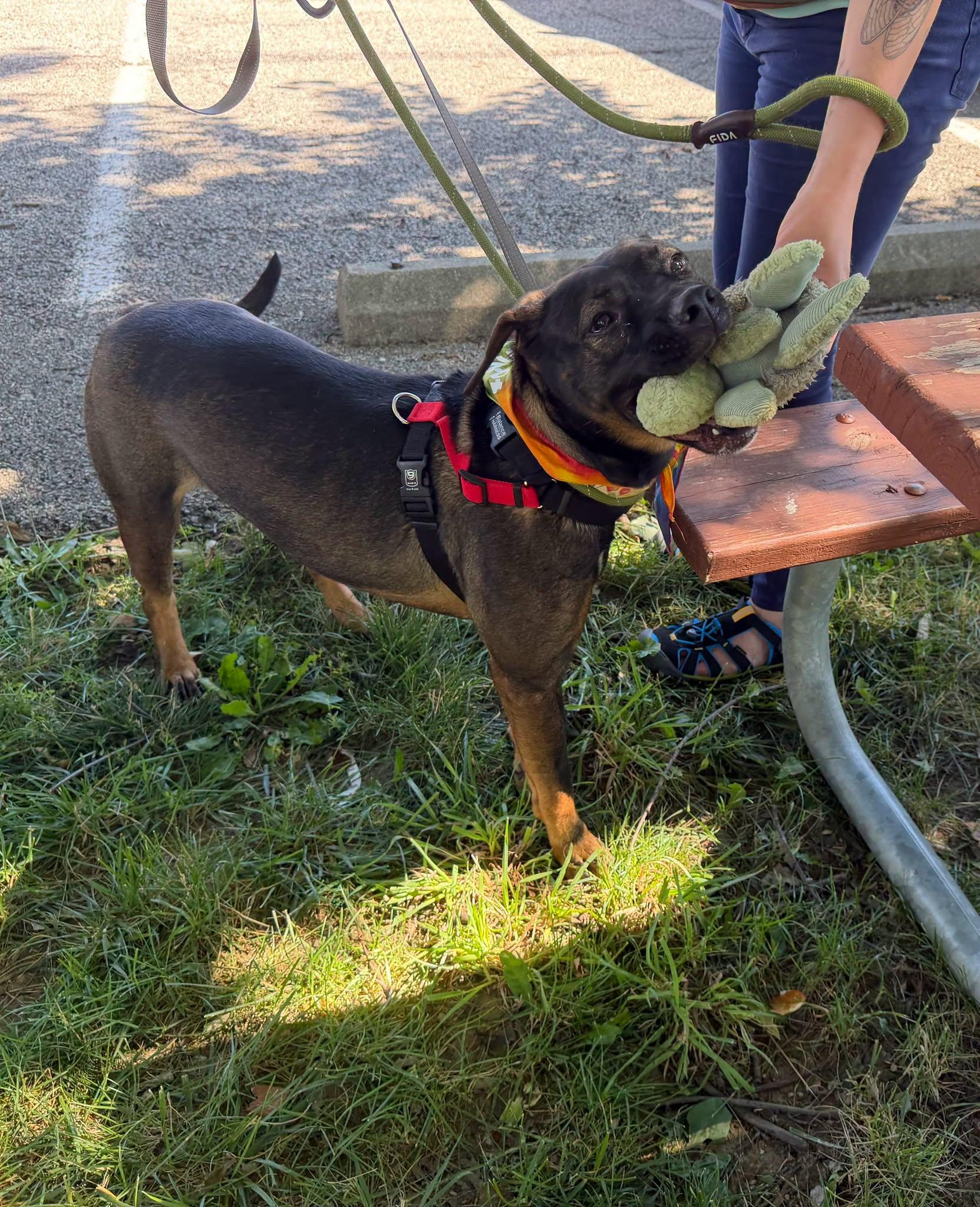 Greta - REDUCED ADOPTION FEE, a ADOPTABLE mixed breed in Millfield, OH image 6/6