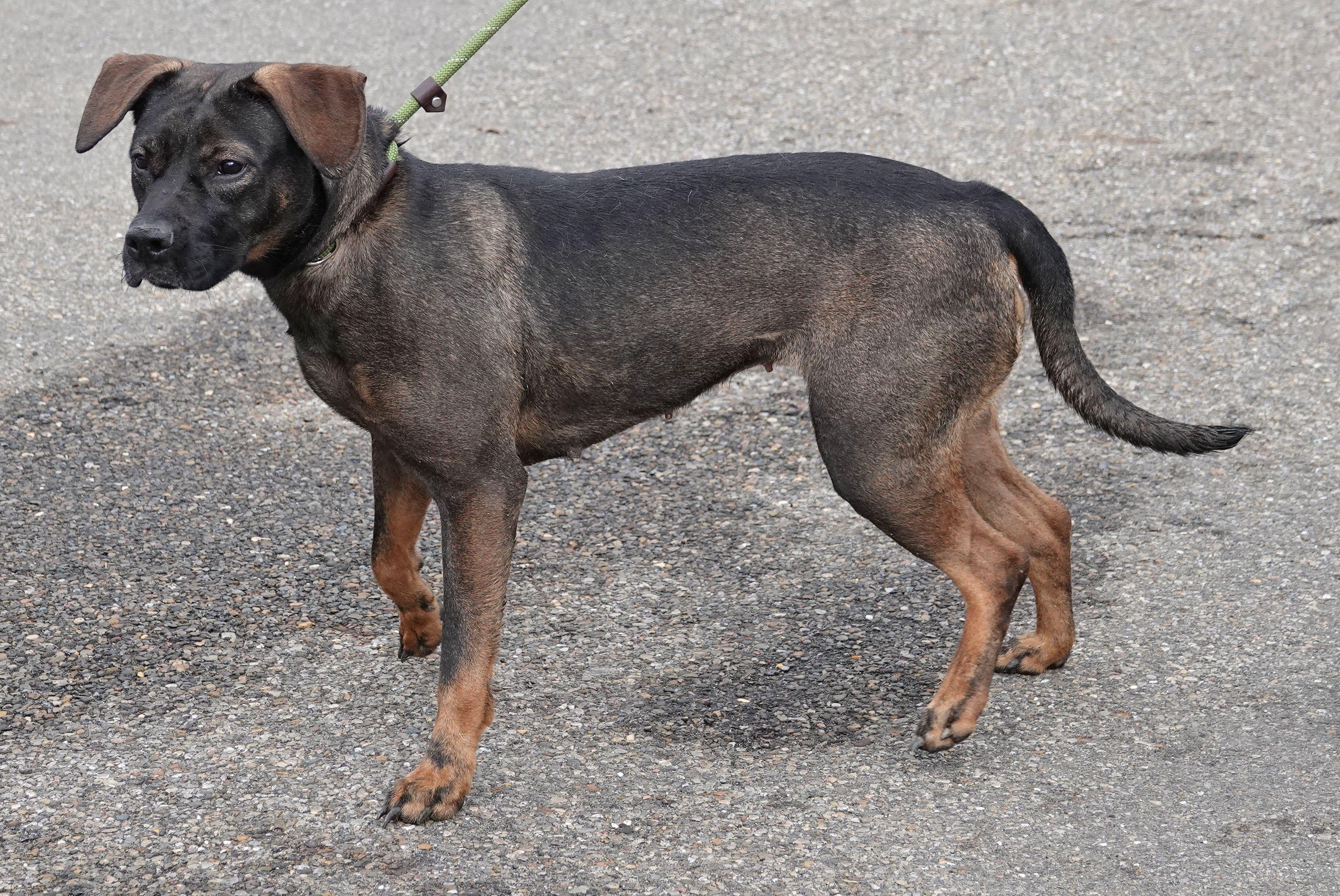 Greta, a ADOPTABLE mixed breed in Millfield, OH image 3/3