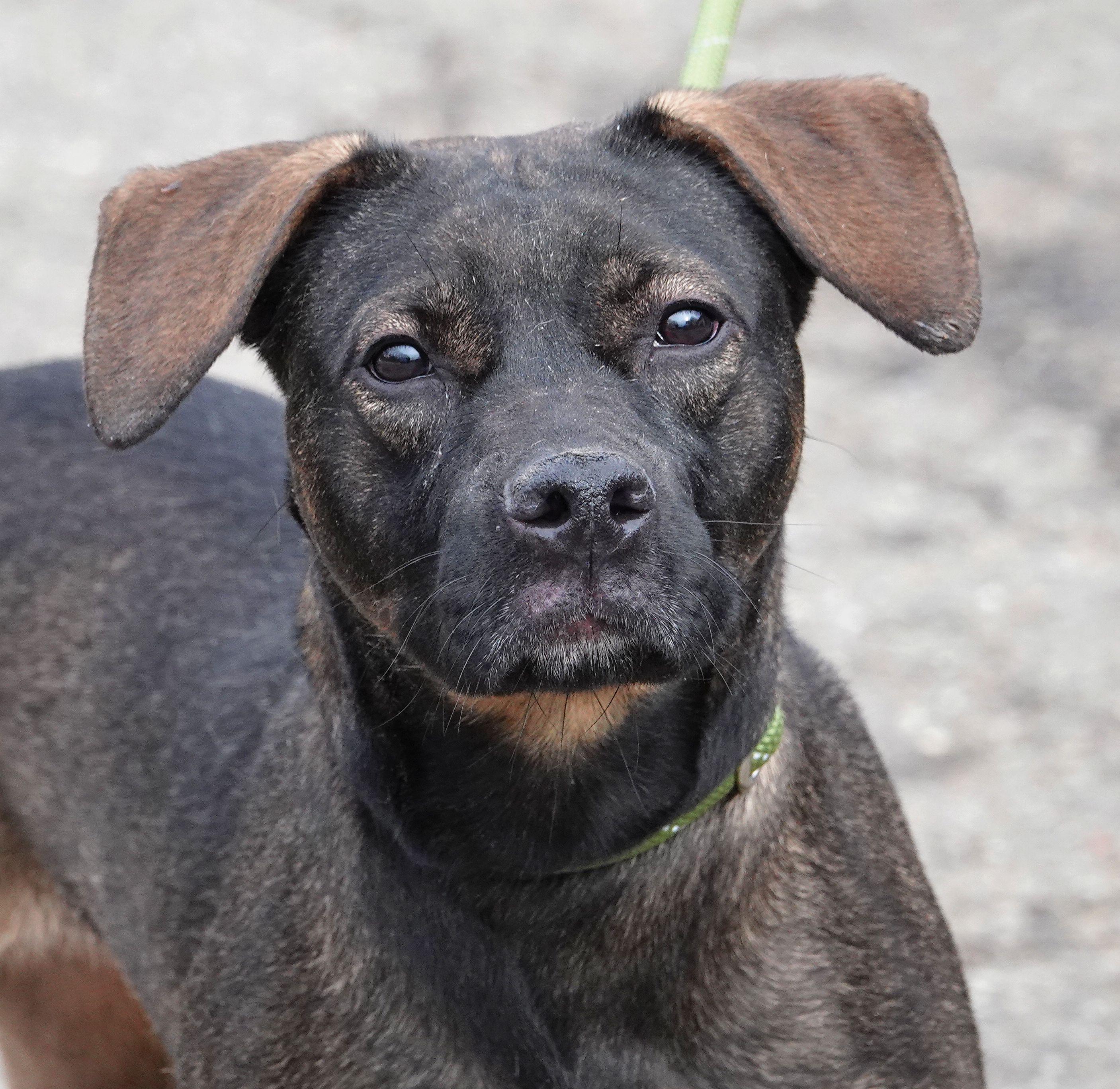 Greta, a ADOPTABLE mixed breed in Millfield, OH image 1/3