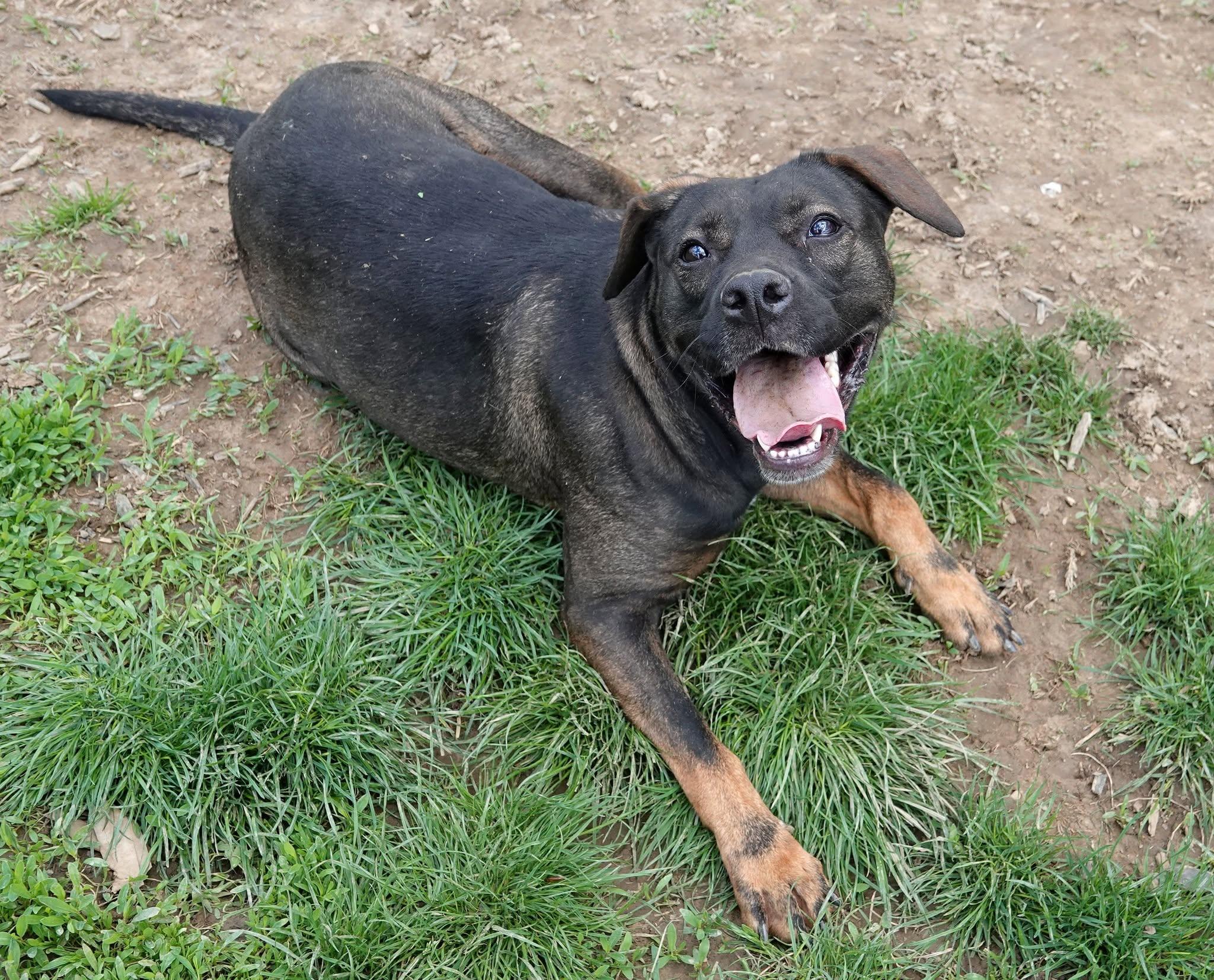 Greta - REDUCED ADOPTION FEE, a ADOPTABLE mixed breed in Millfield, OH image 4/6